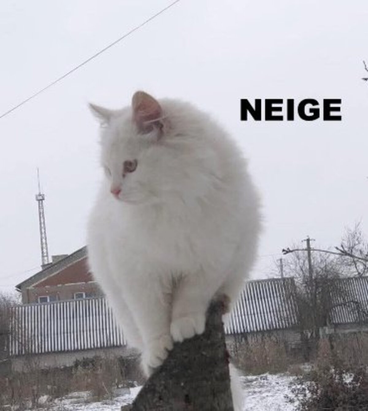 Adoption Neige