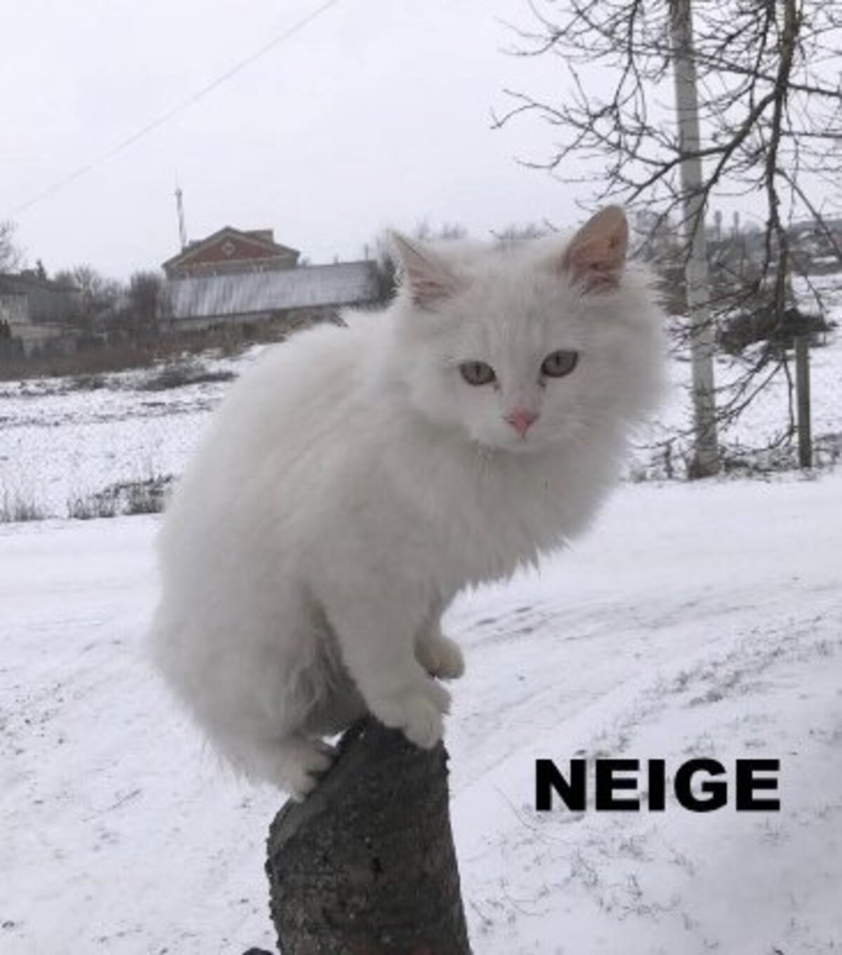 Adoption Neige