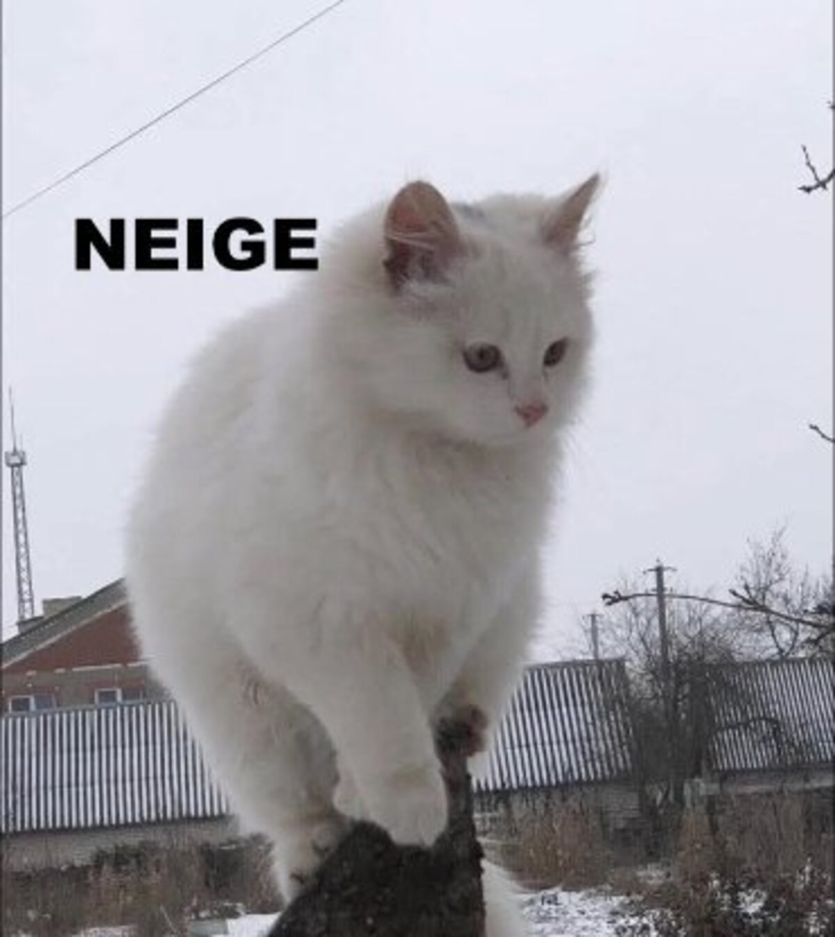 Adoption Neige