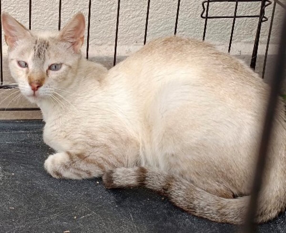 Adoption Neka