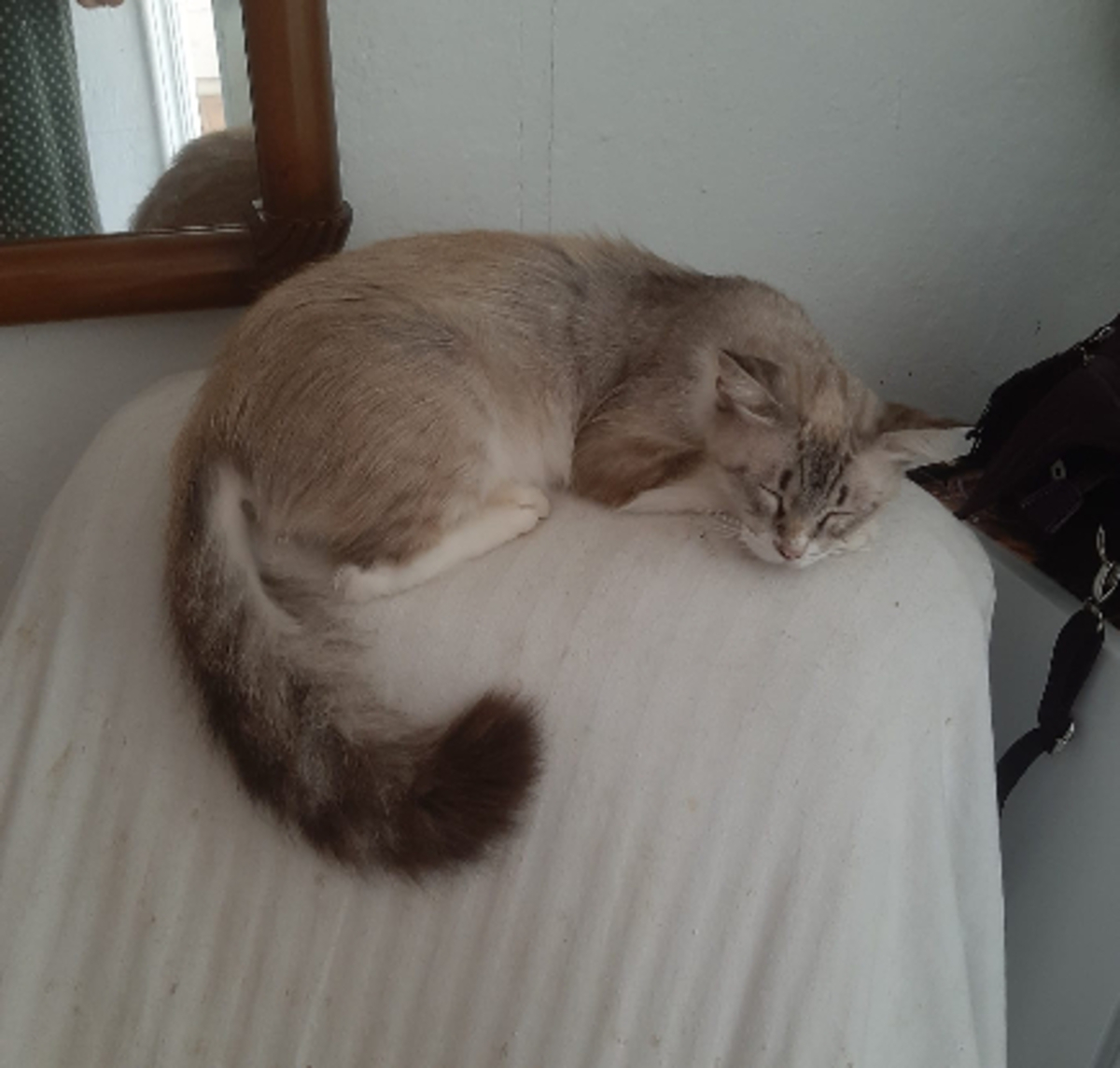 Adoption Nenufar