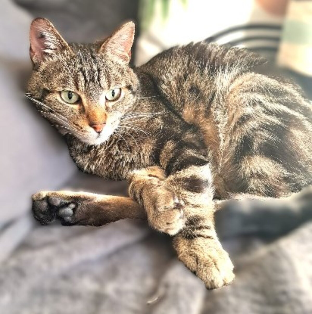 Adoption Néo
