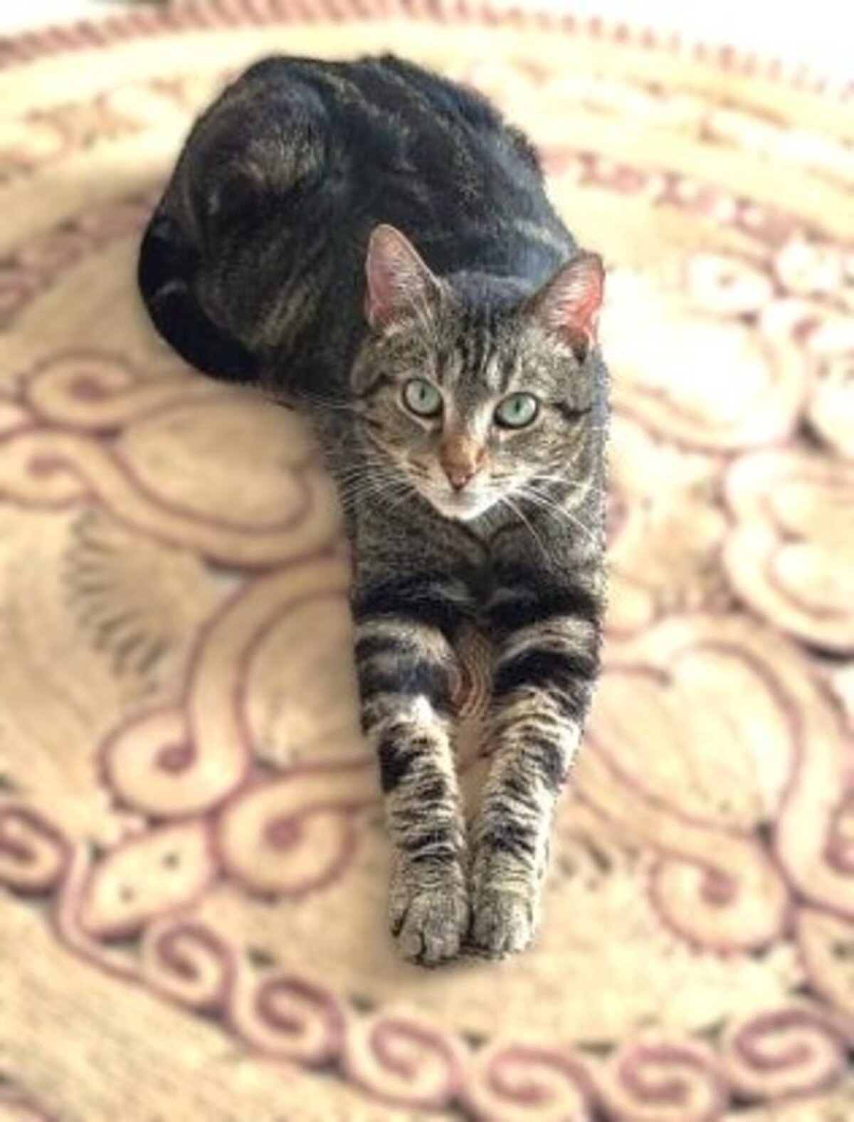Adoption Néo