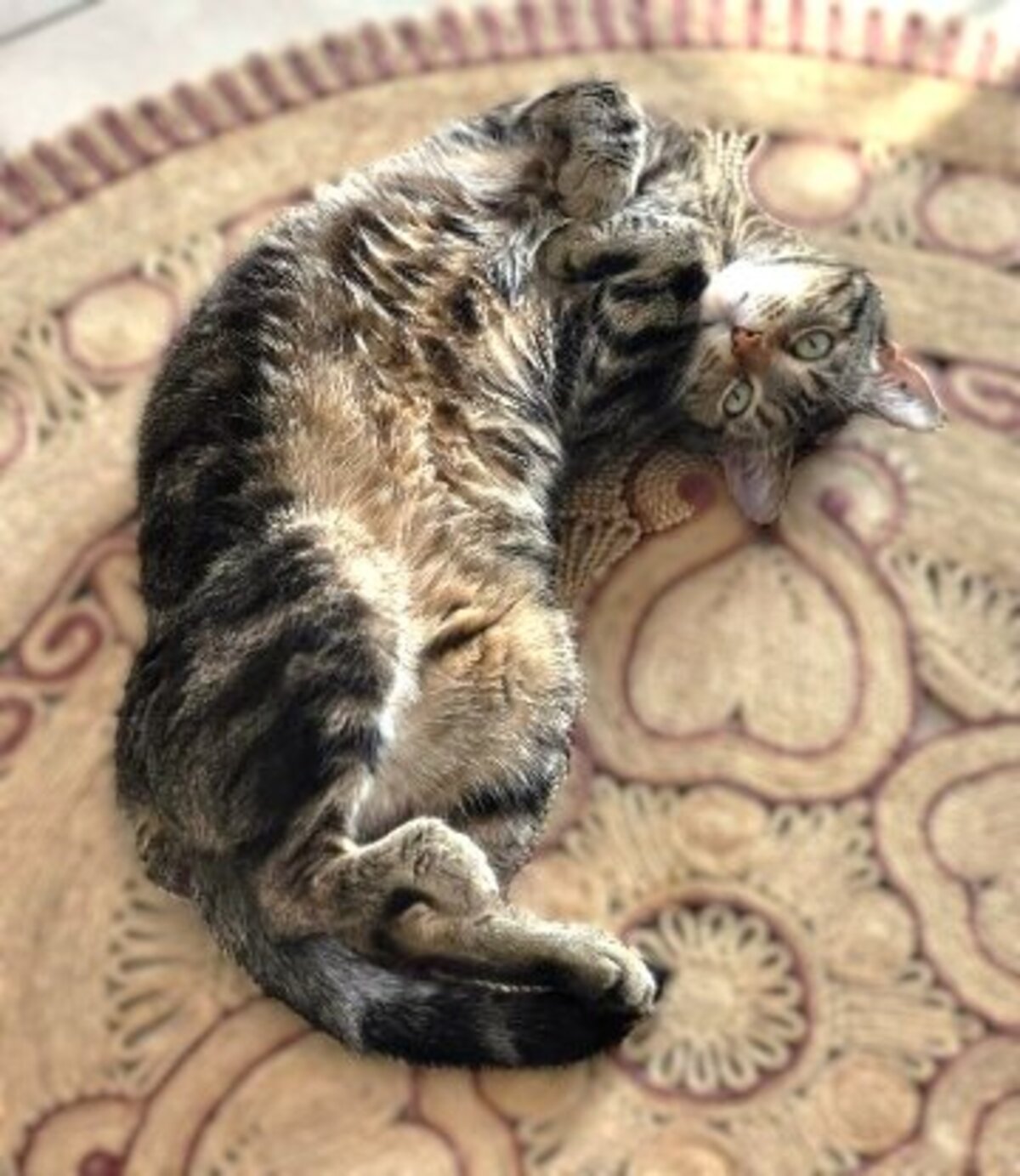 Adoption Néo