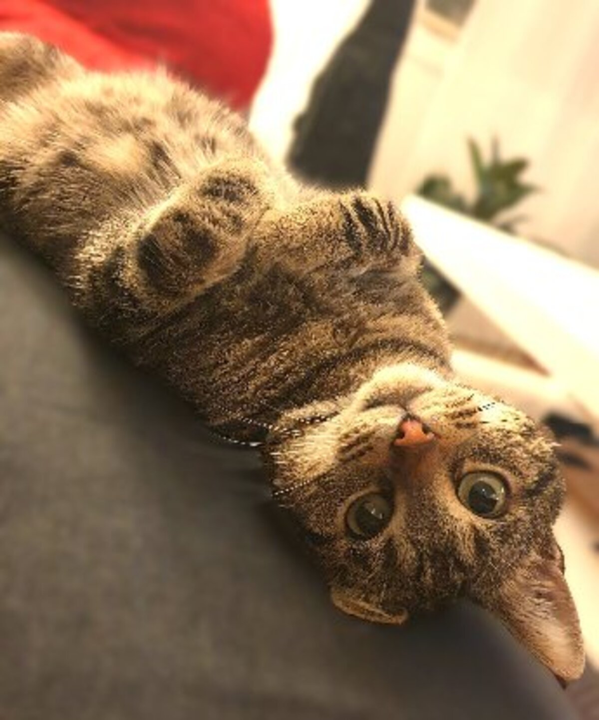 Adoption Néo
