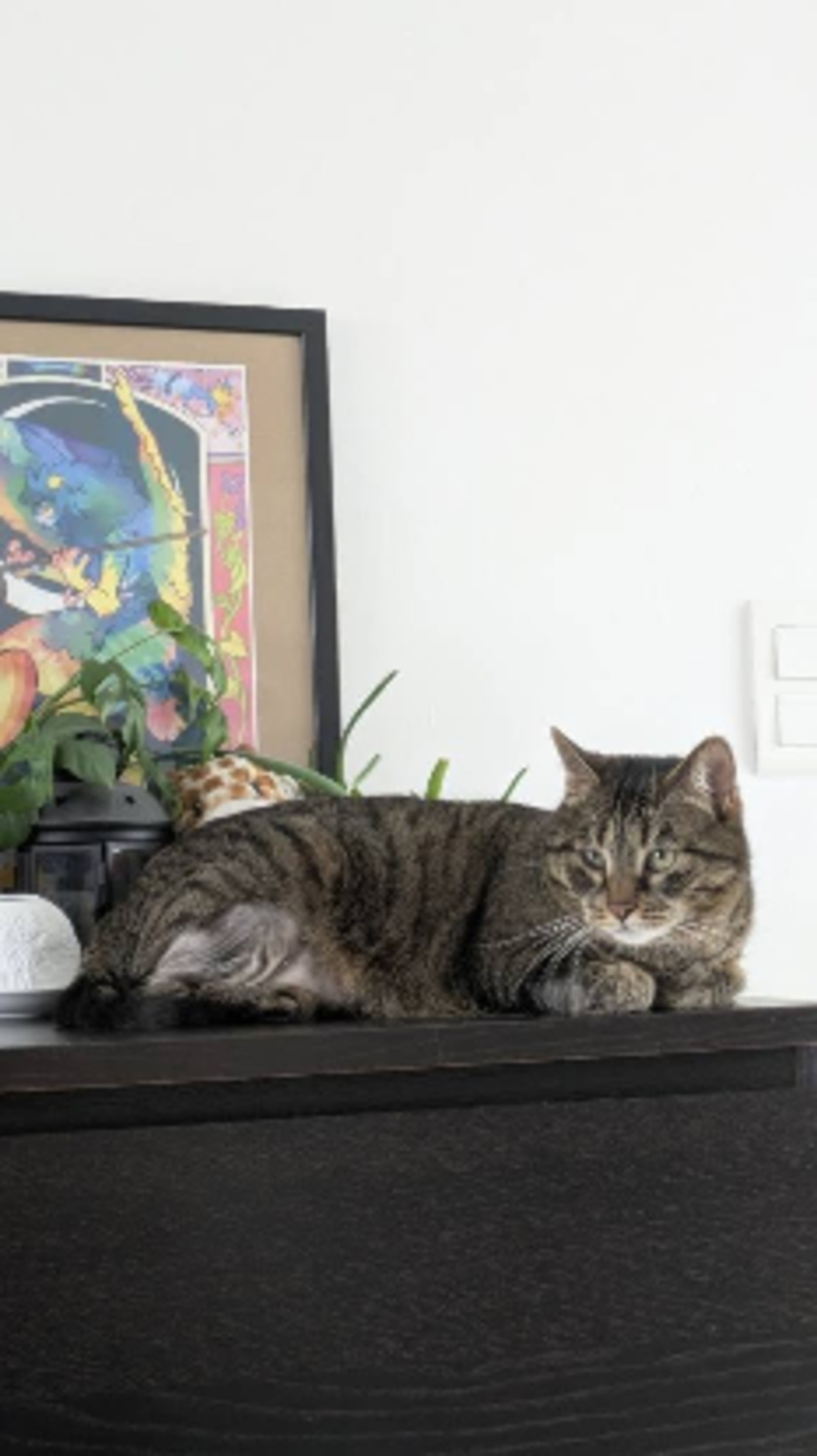 Adoption Nerftiti