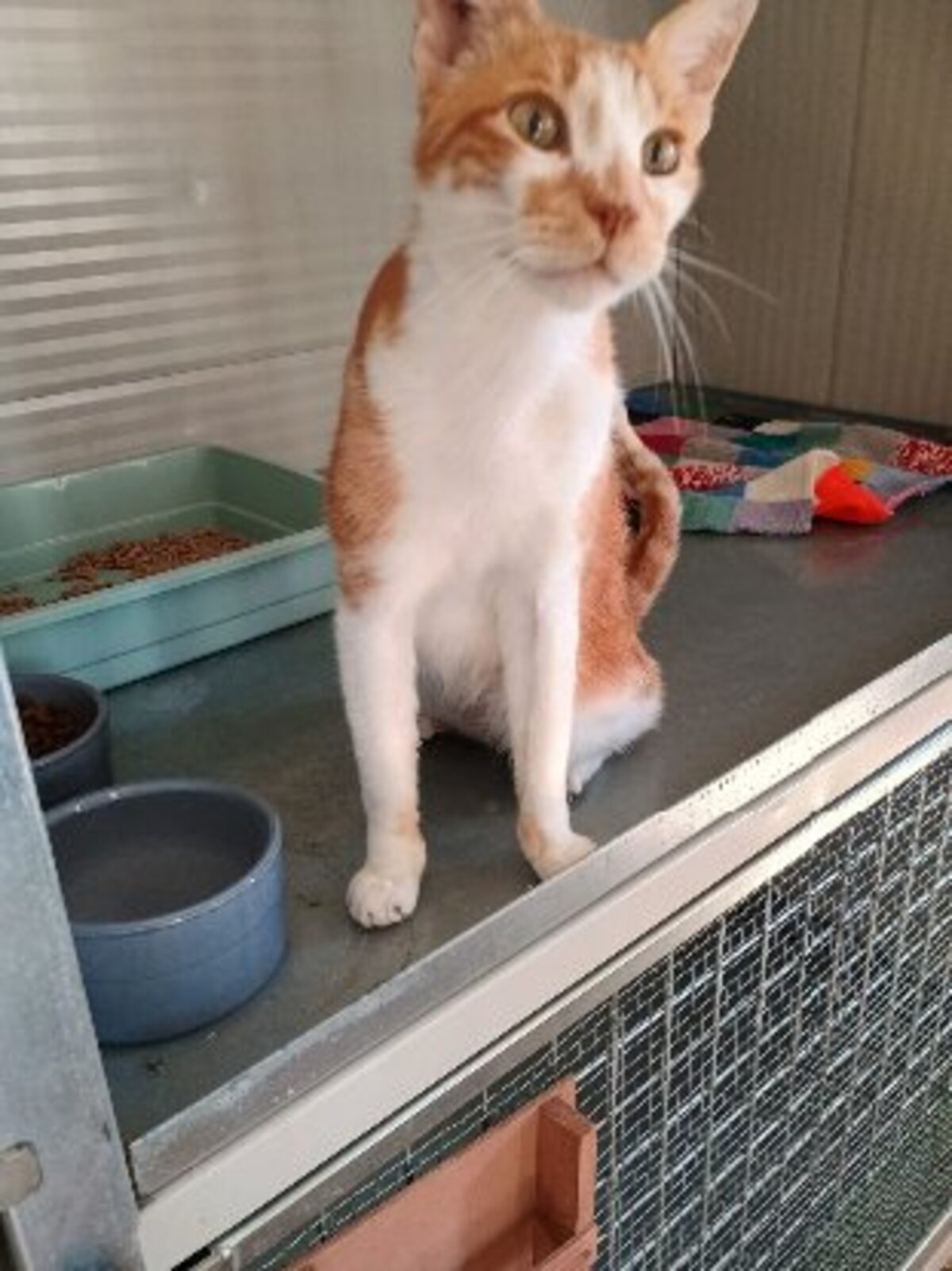 Adoption Nestor