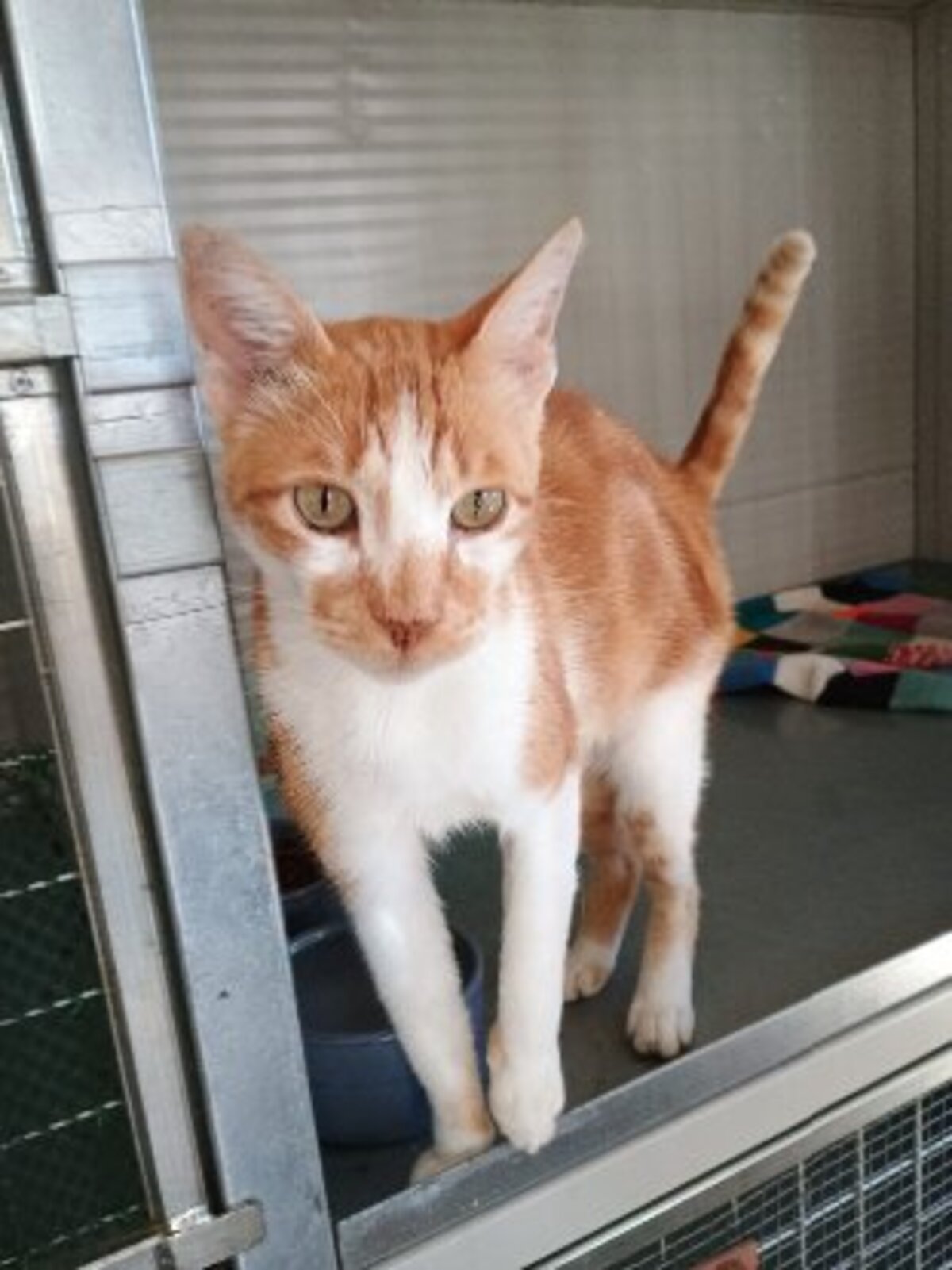 Adoption Nestor