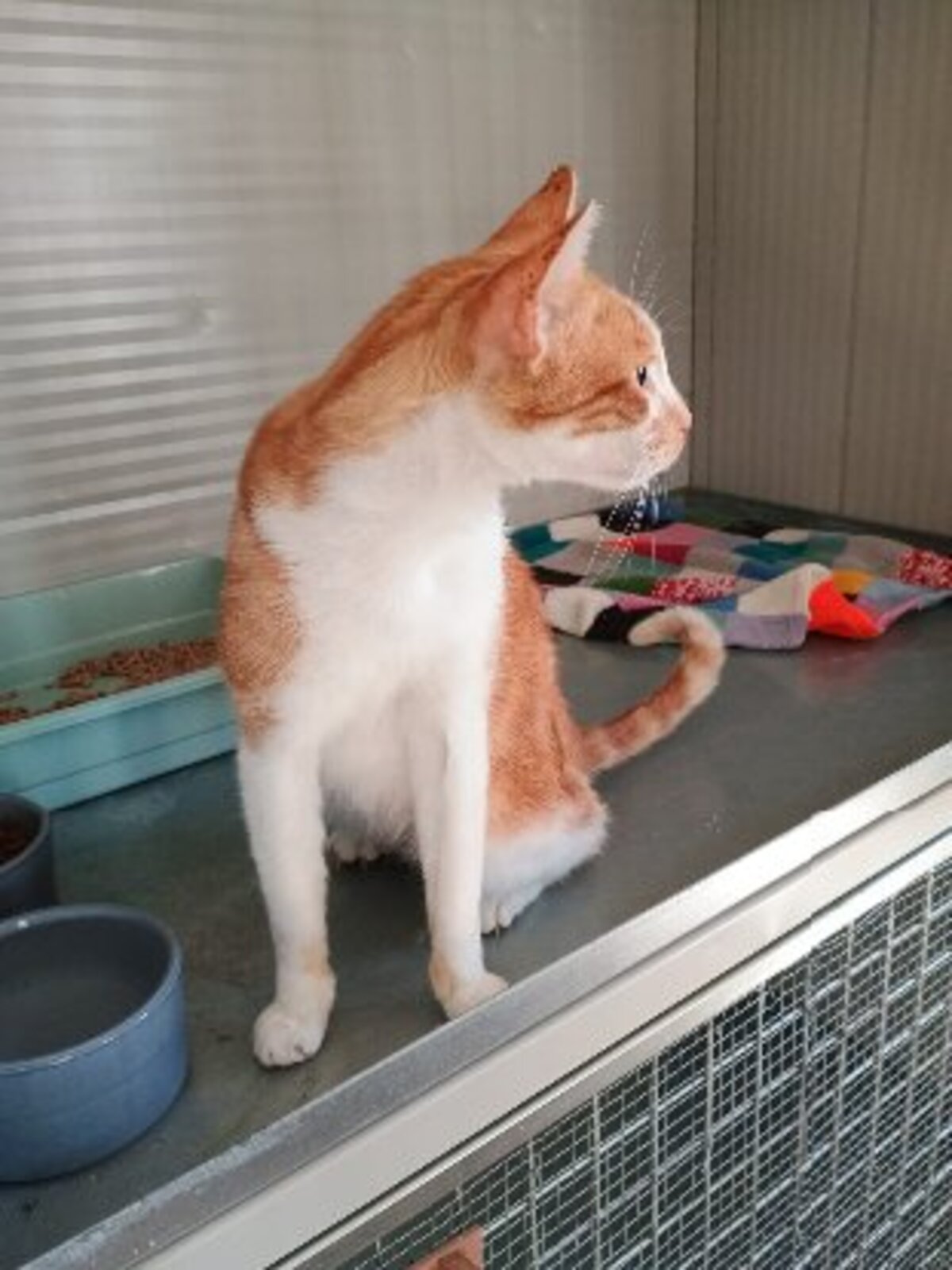 Adoption Nestor