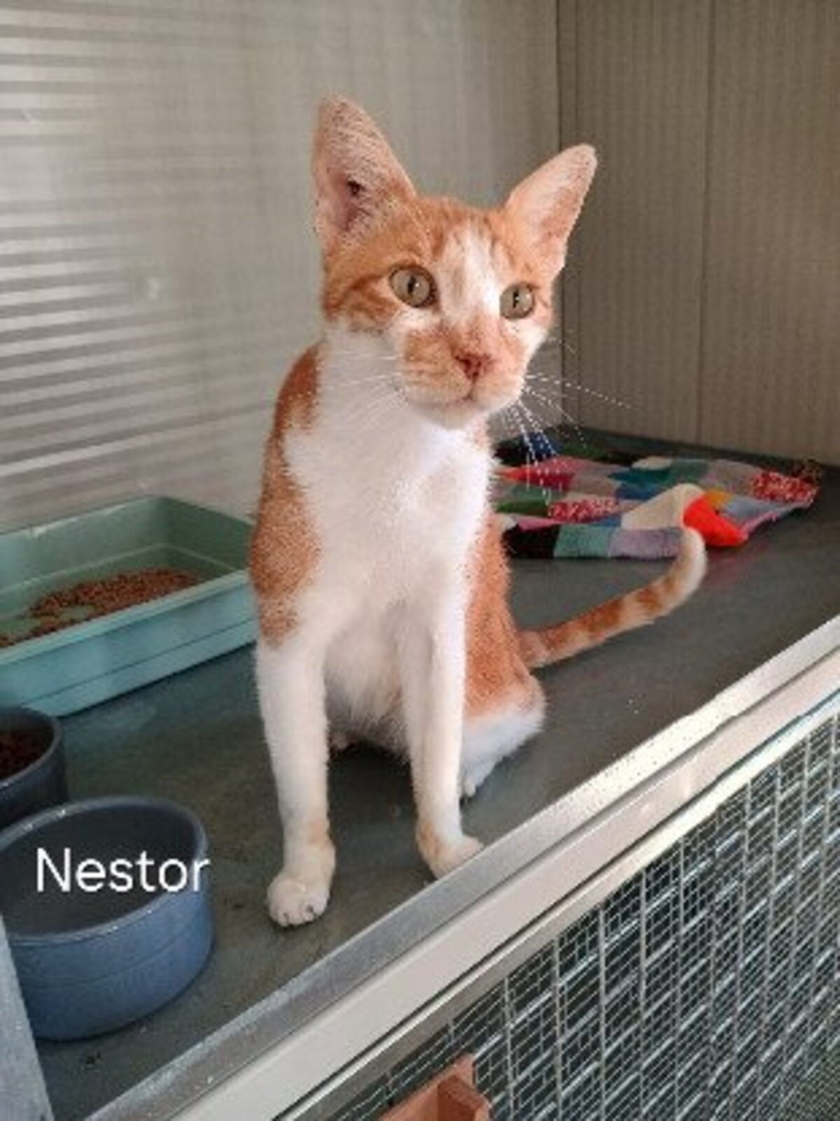 Adoption Nestor