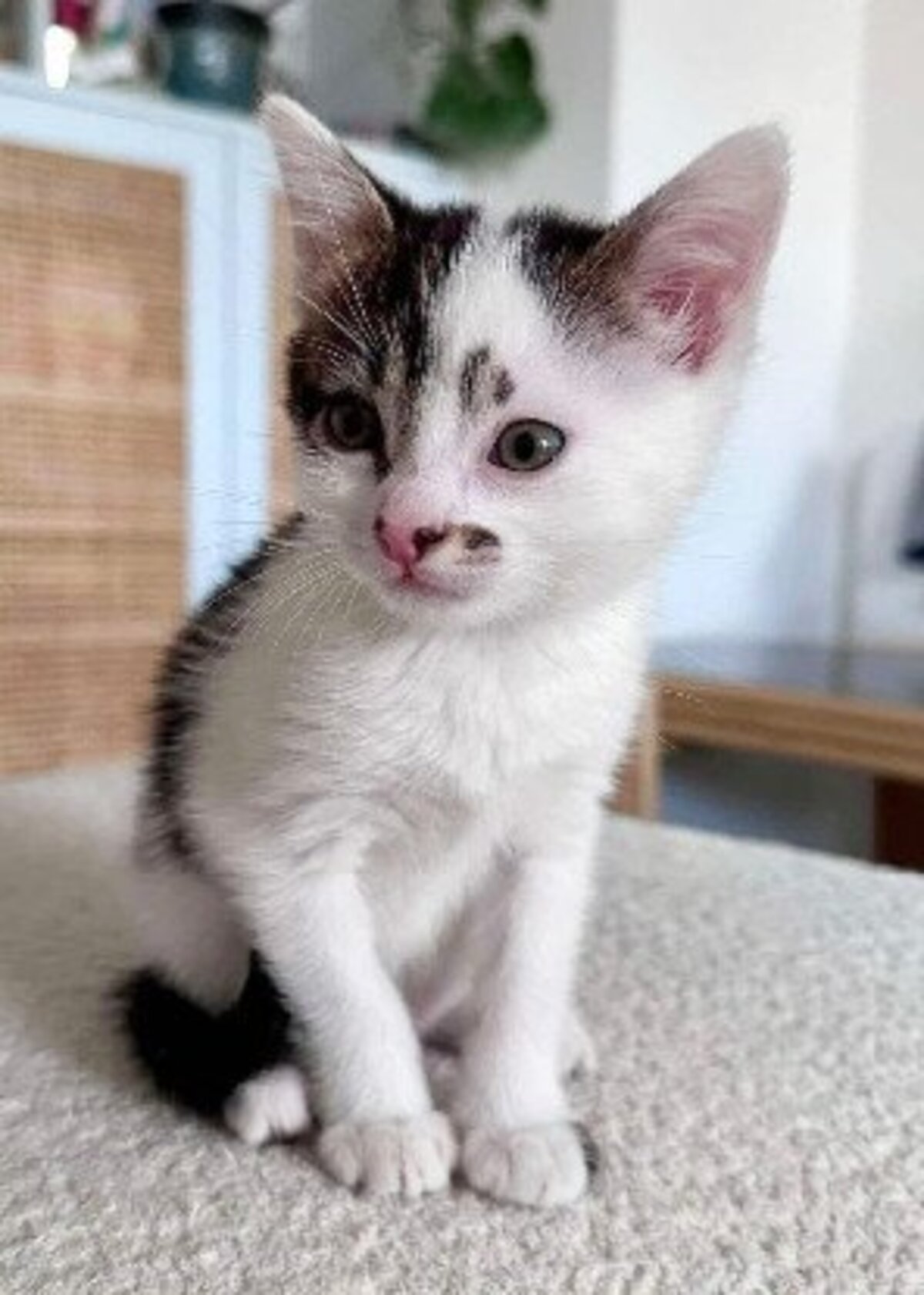 Adoption Newton 