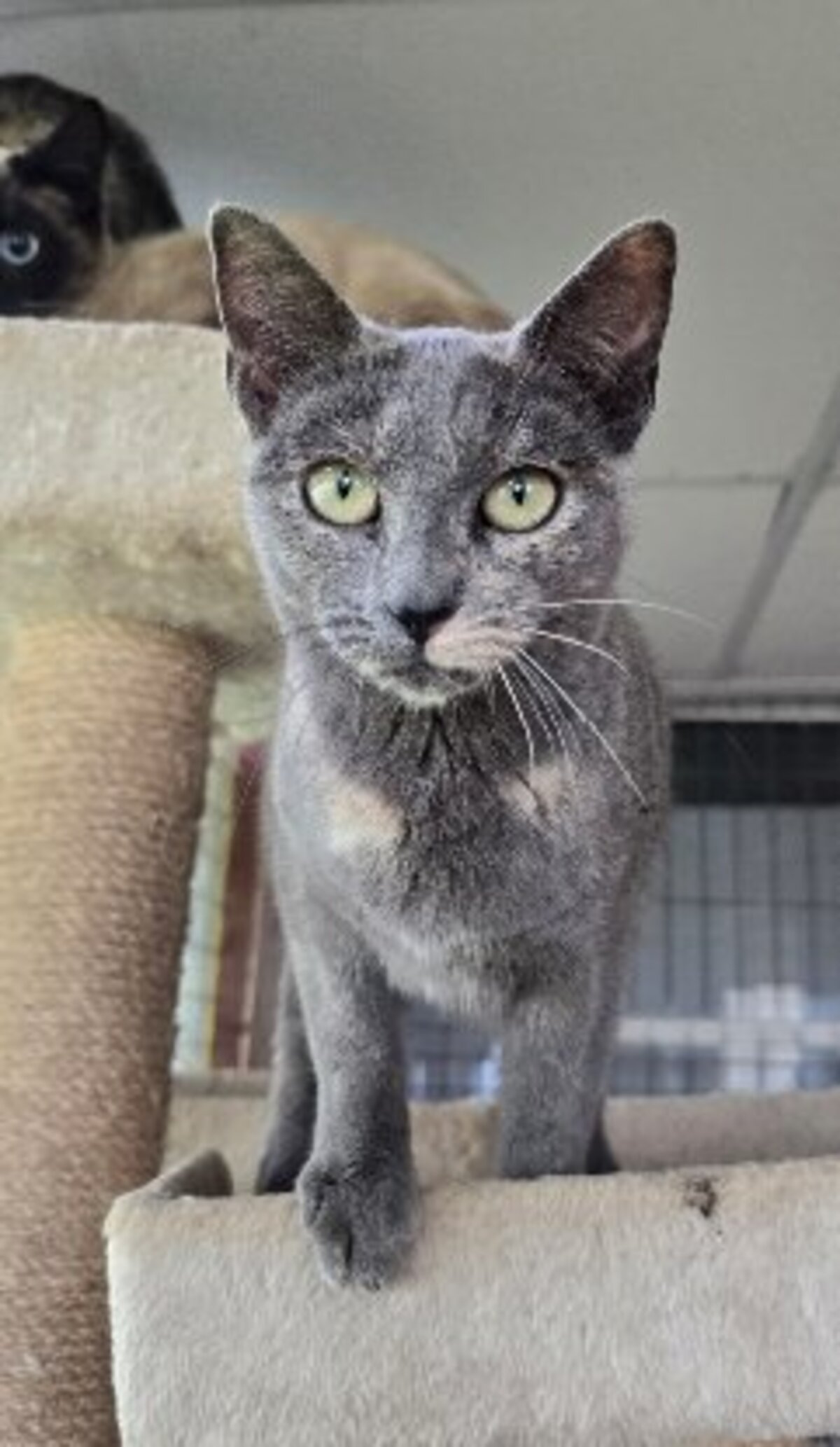 Adoption Niebla