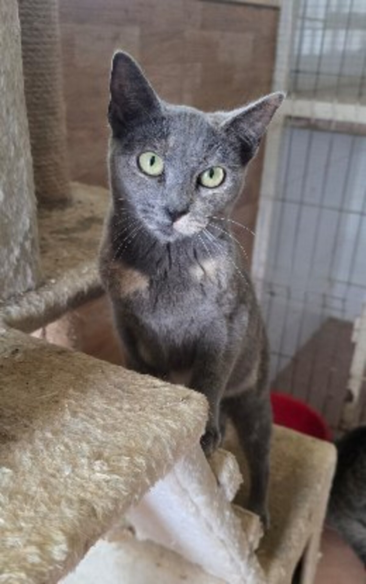 Adoption Niebla