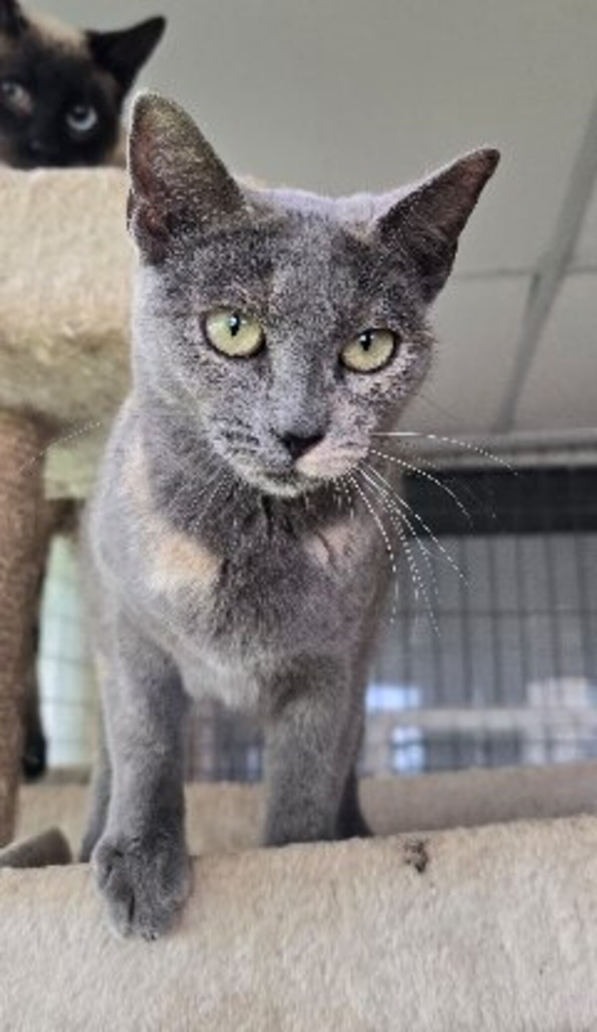 Adoption Niebla