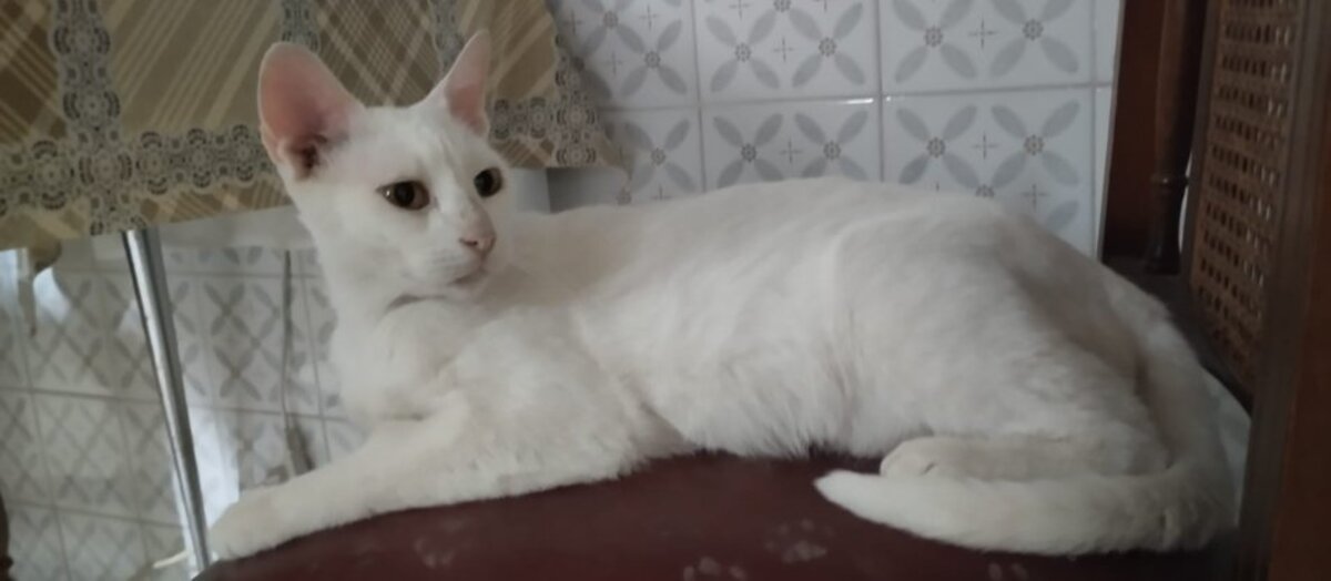 Adoption Nieves