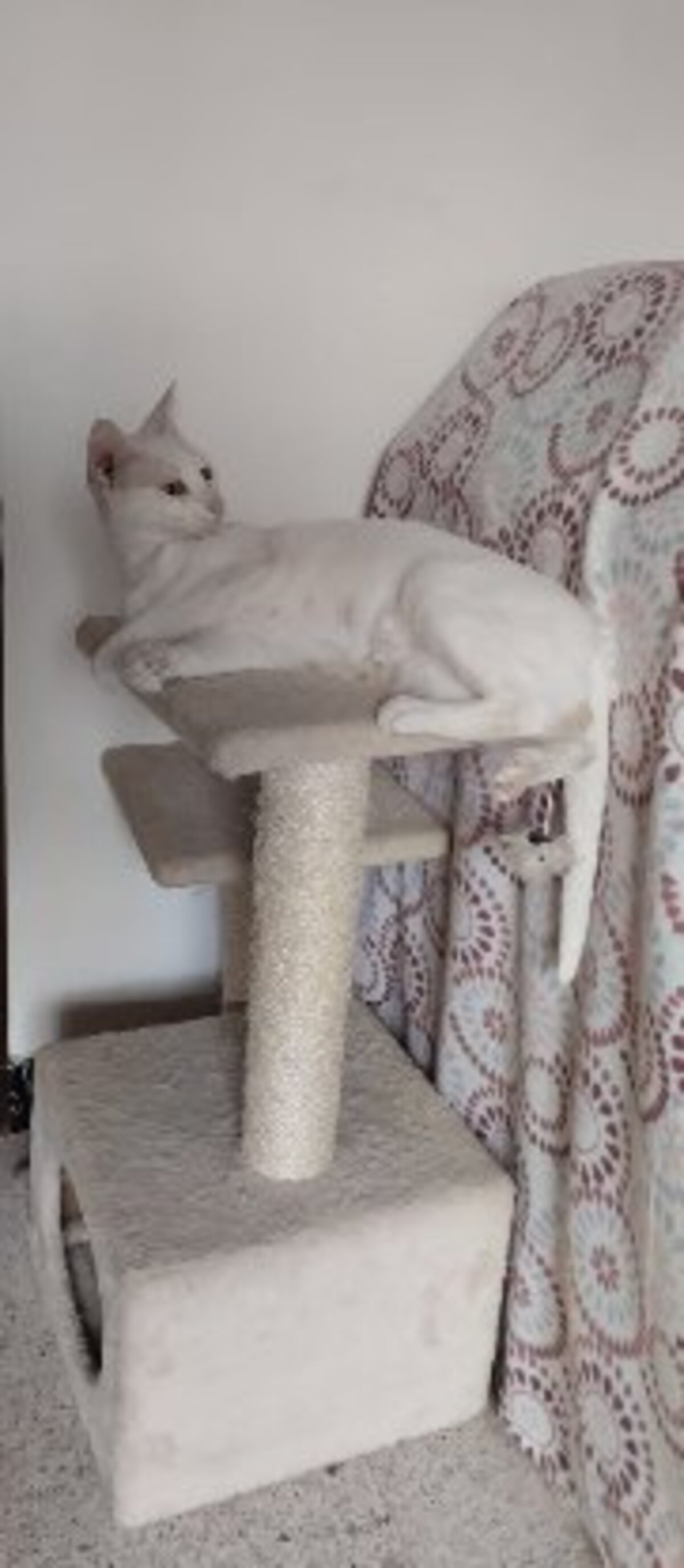 Adoption Nieves