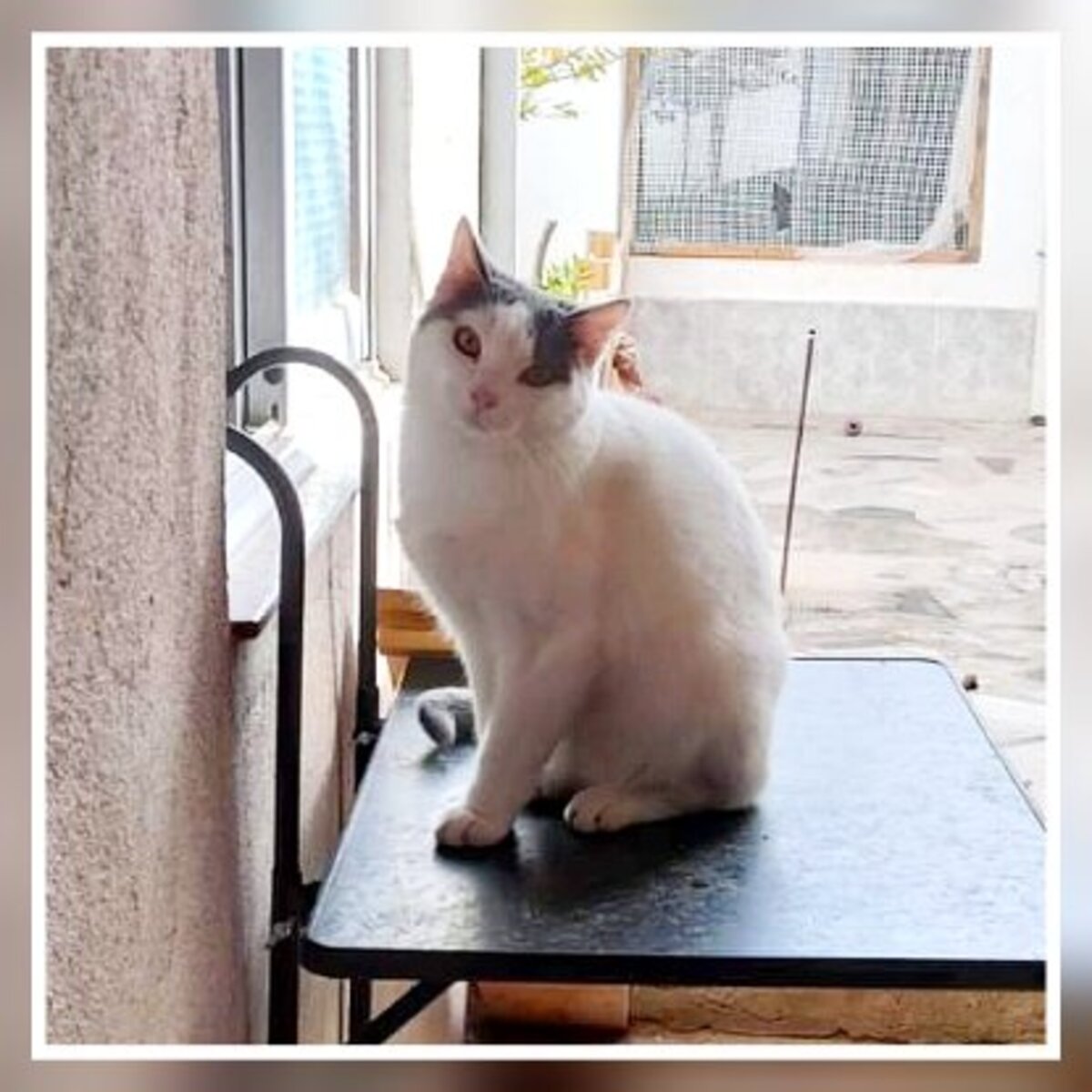 Adoption Nilo
