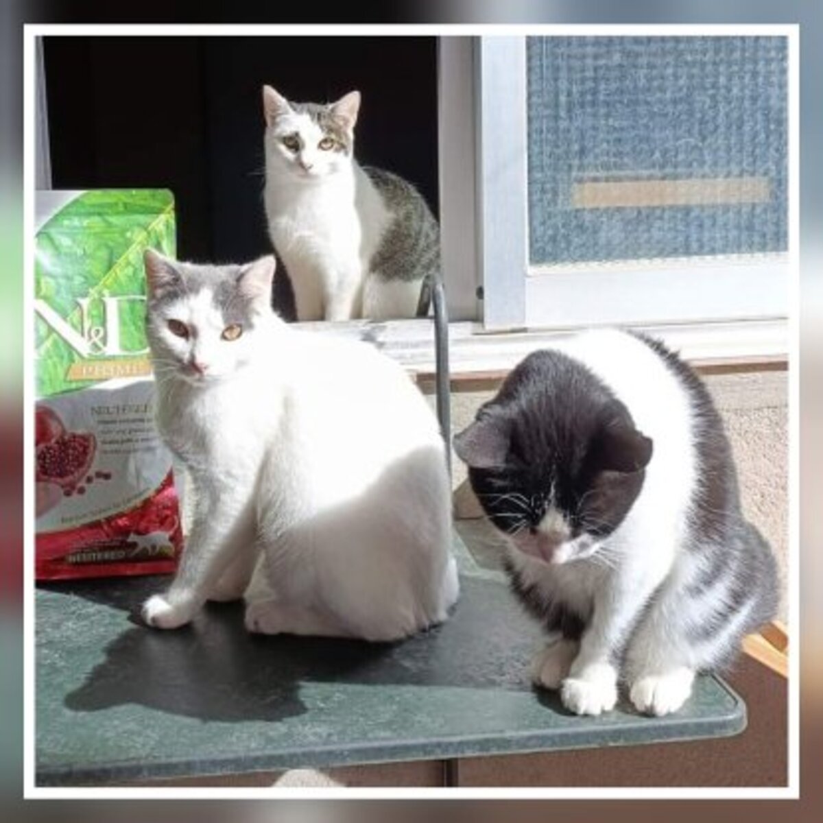Adoption Nilo