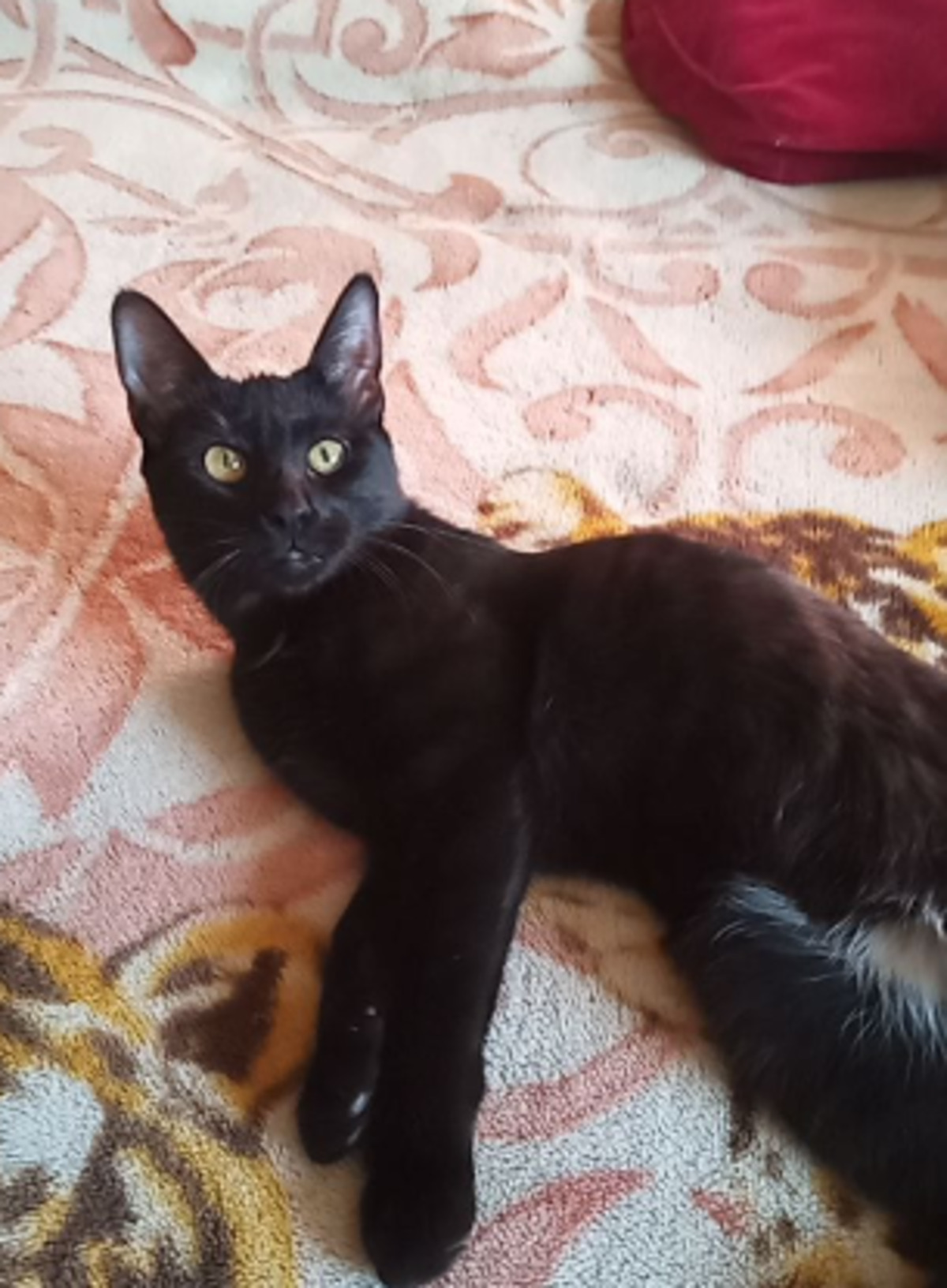 Adoption Nina