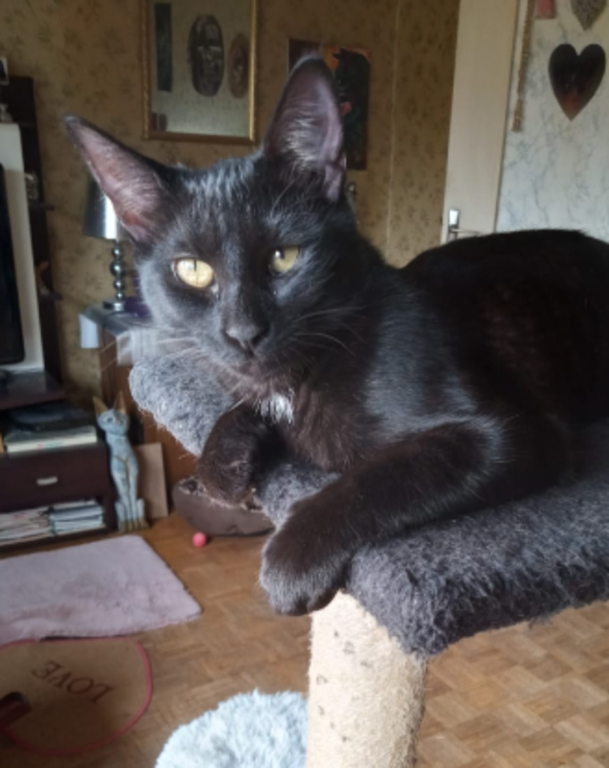 Adoption Nina