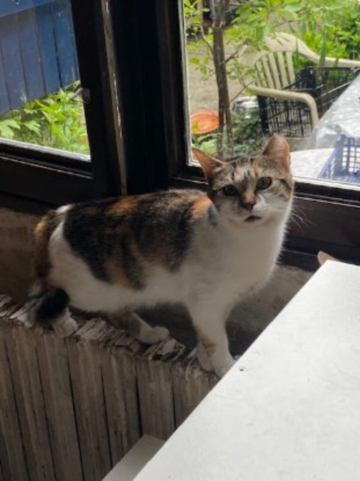 Adoption Ninon