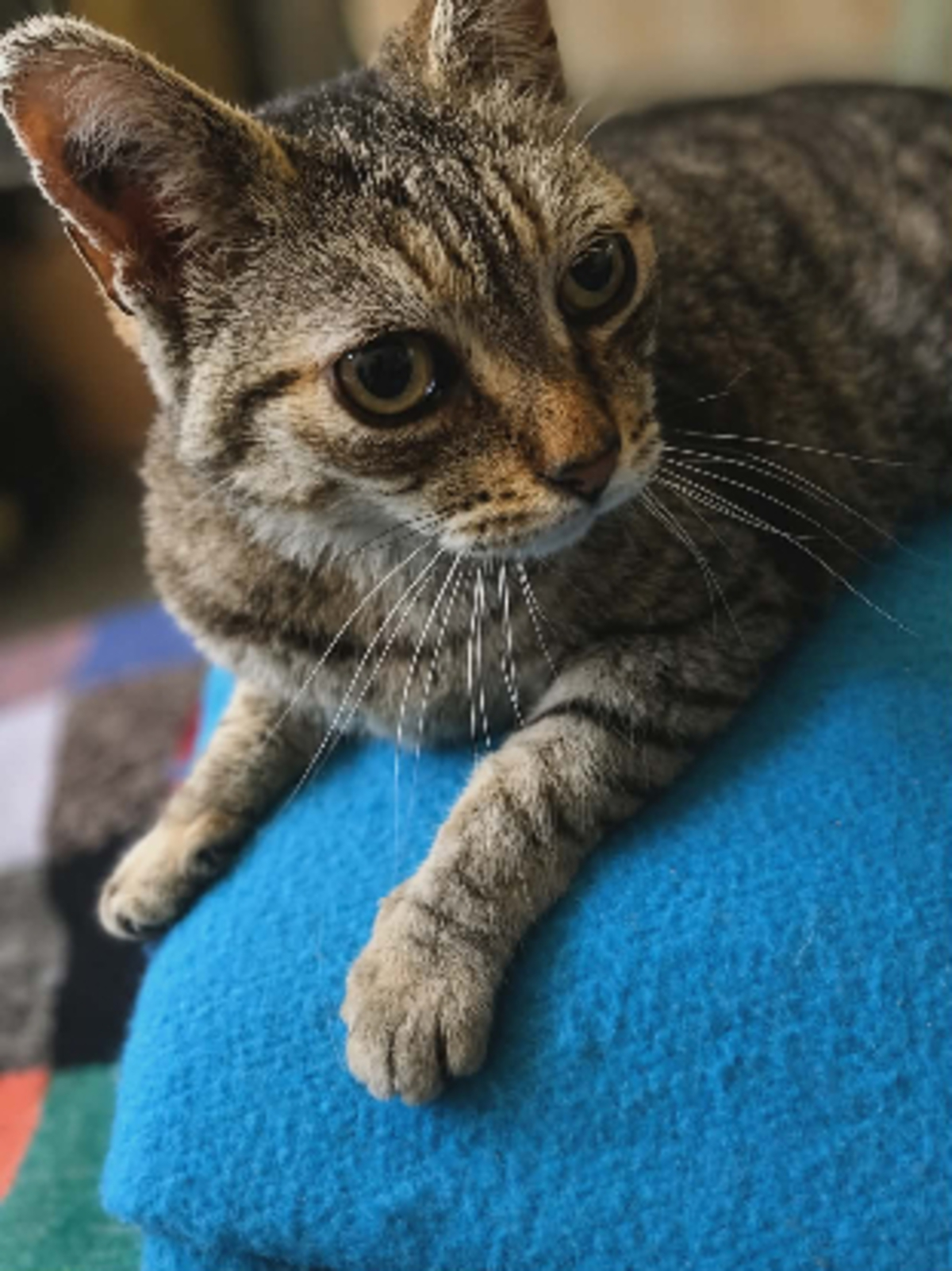 Adoption Ninou