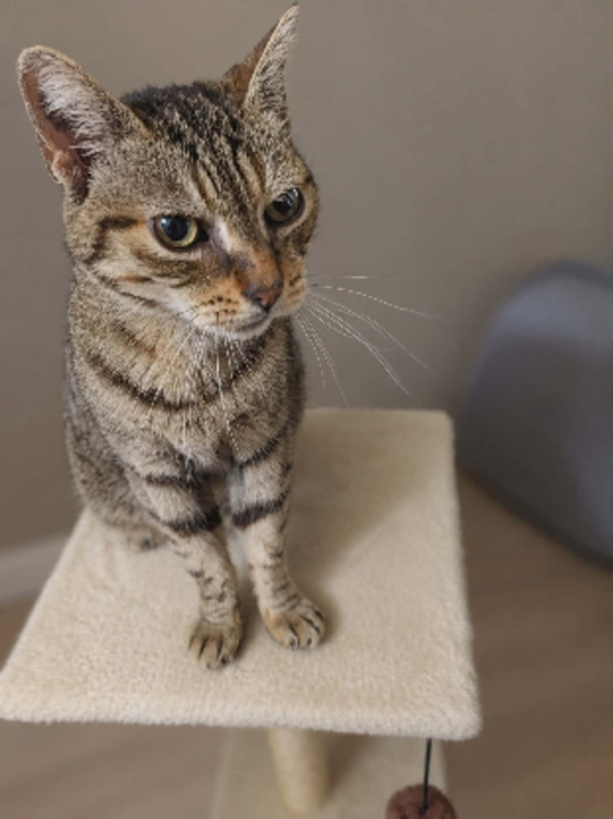 Adoption Ninou