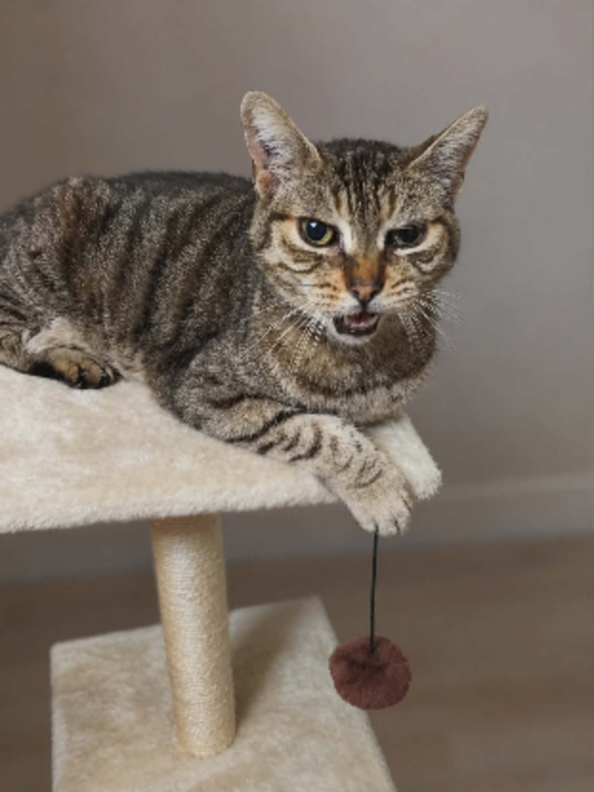 Adoption Ninou
