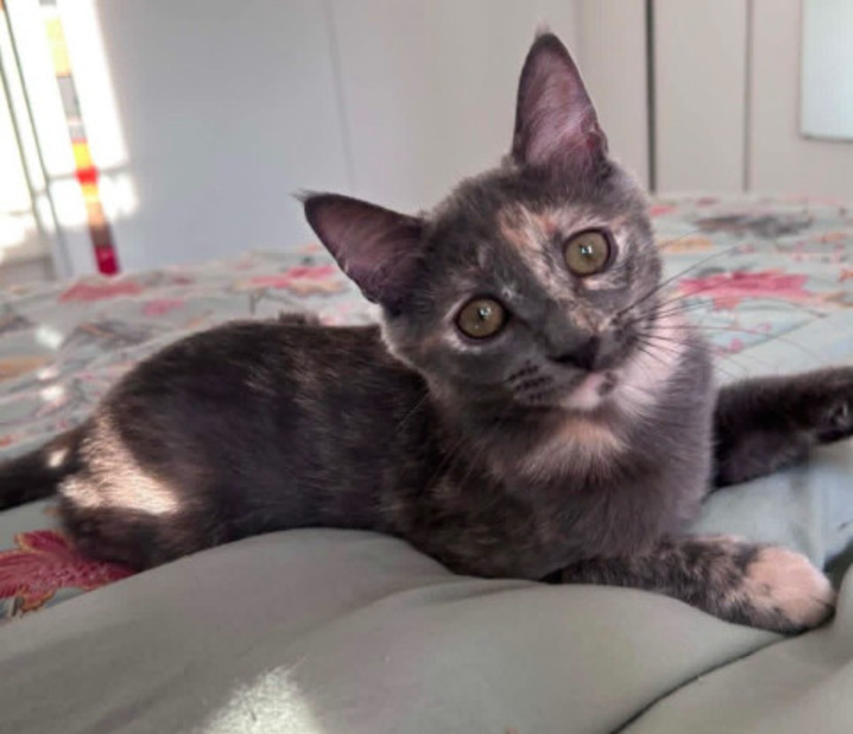 Adoption Nobara adoptable avec un chat déj