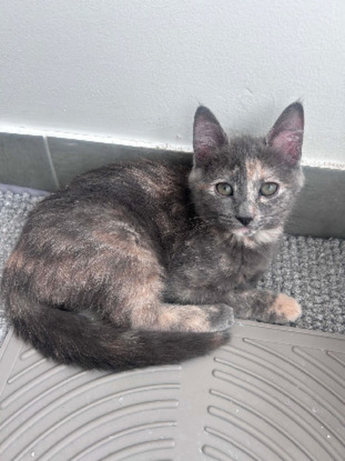 Adoption Nobara adoptable avec un chat déj
