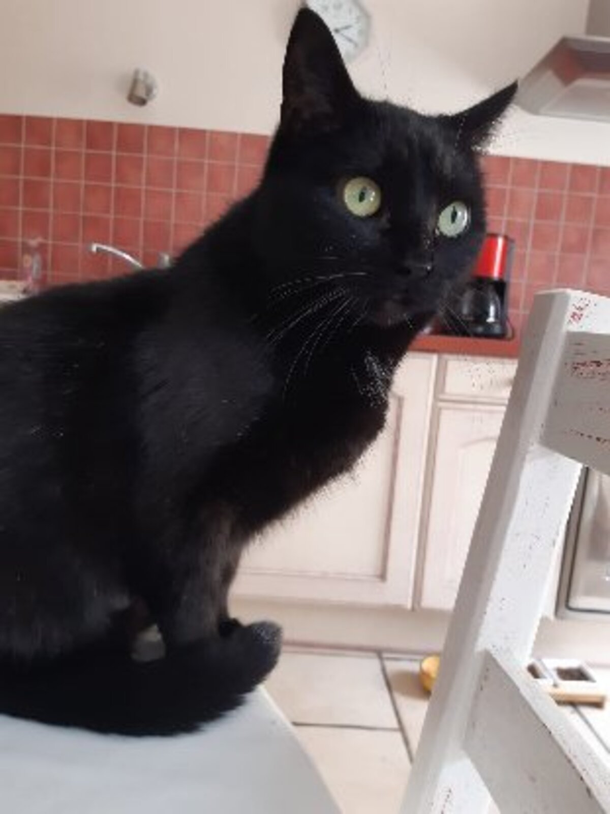 Adoption Noëla
