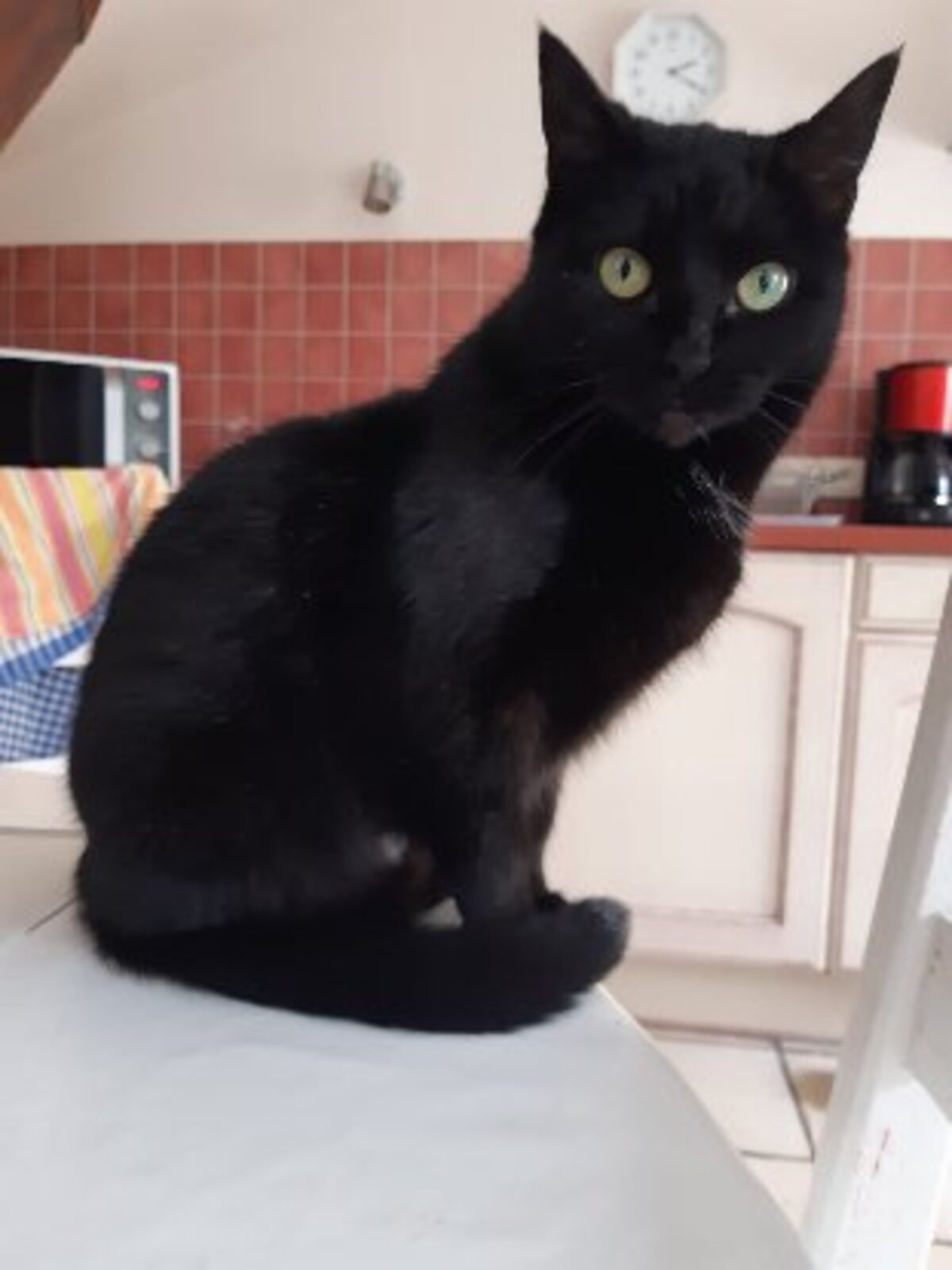 Adoption Noëla