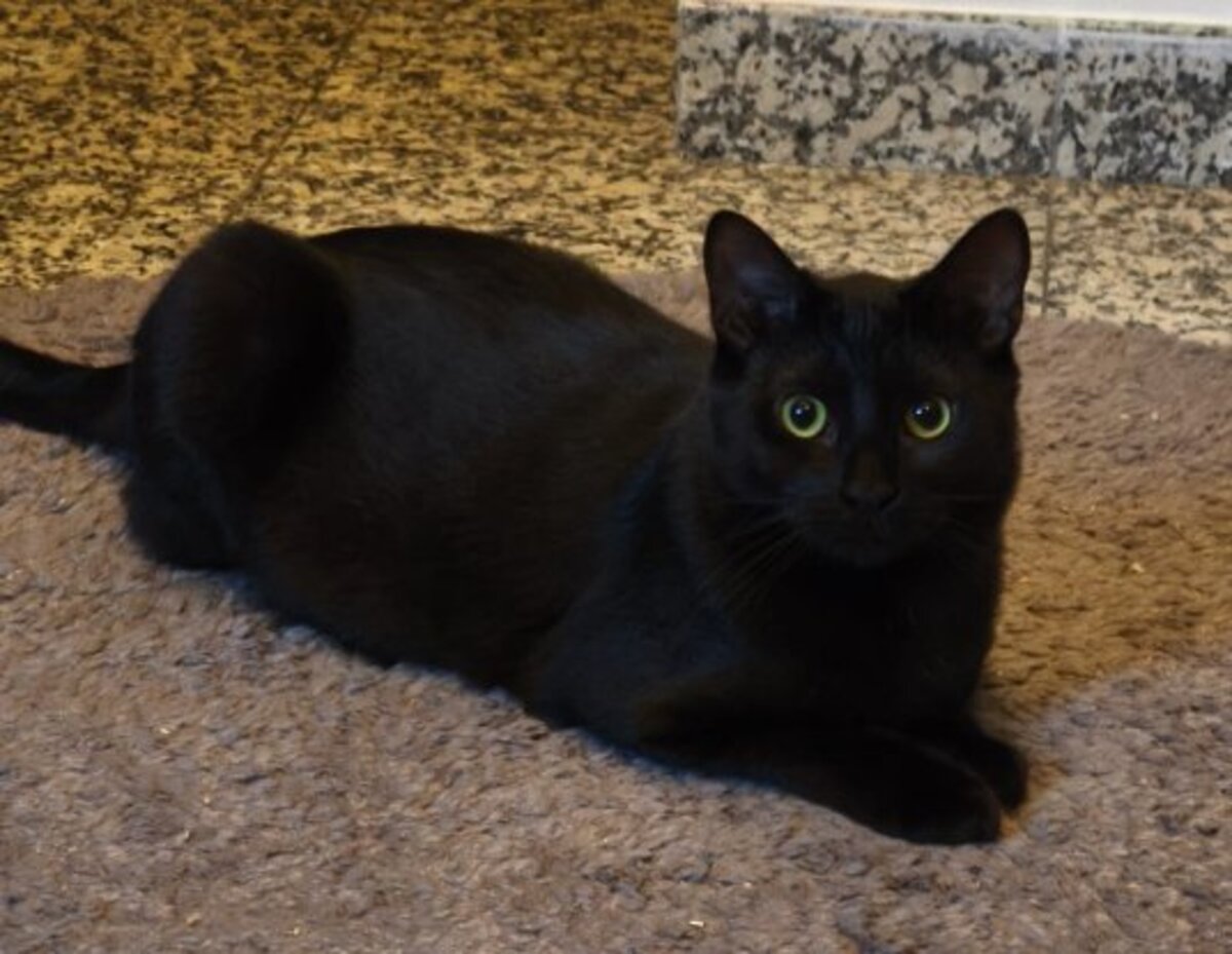 Adoption Noiro