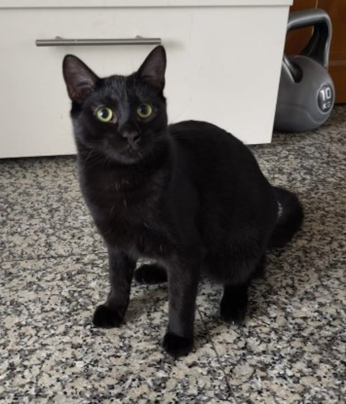 Adoption Noiro