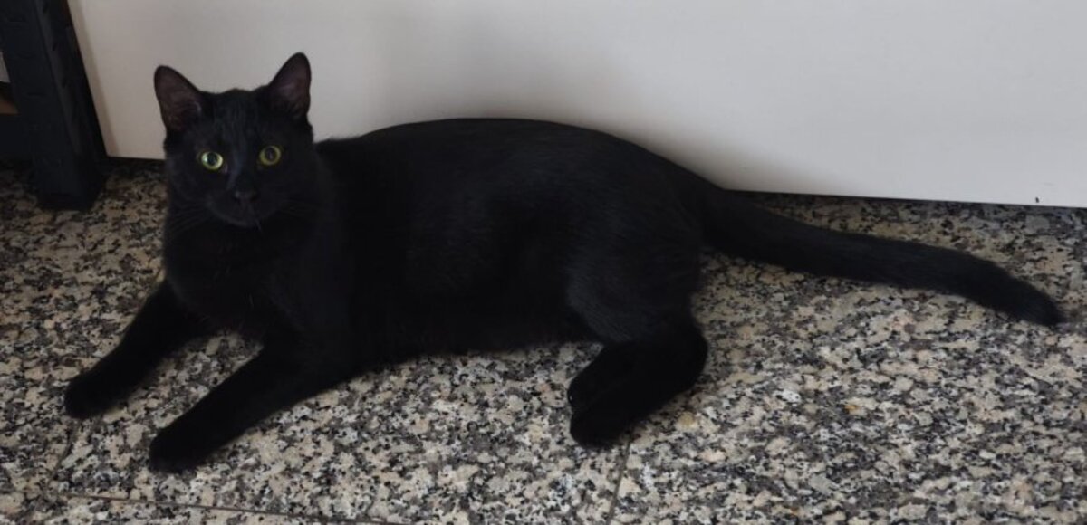 Adoption Noiro