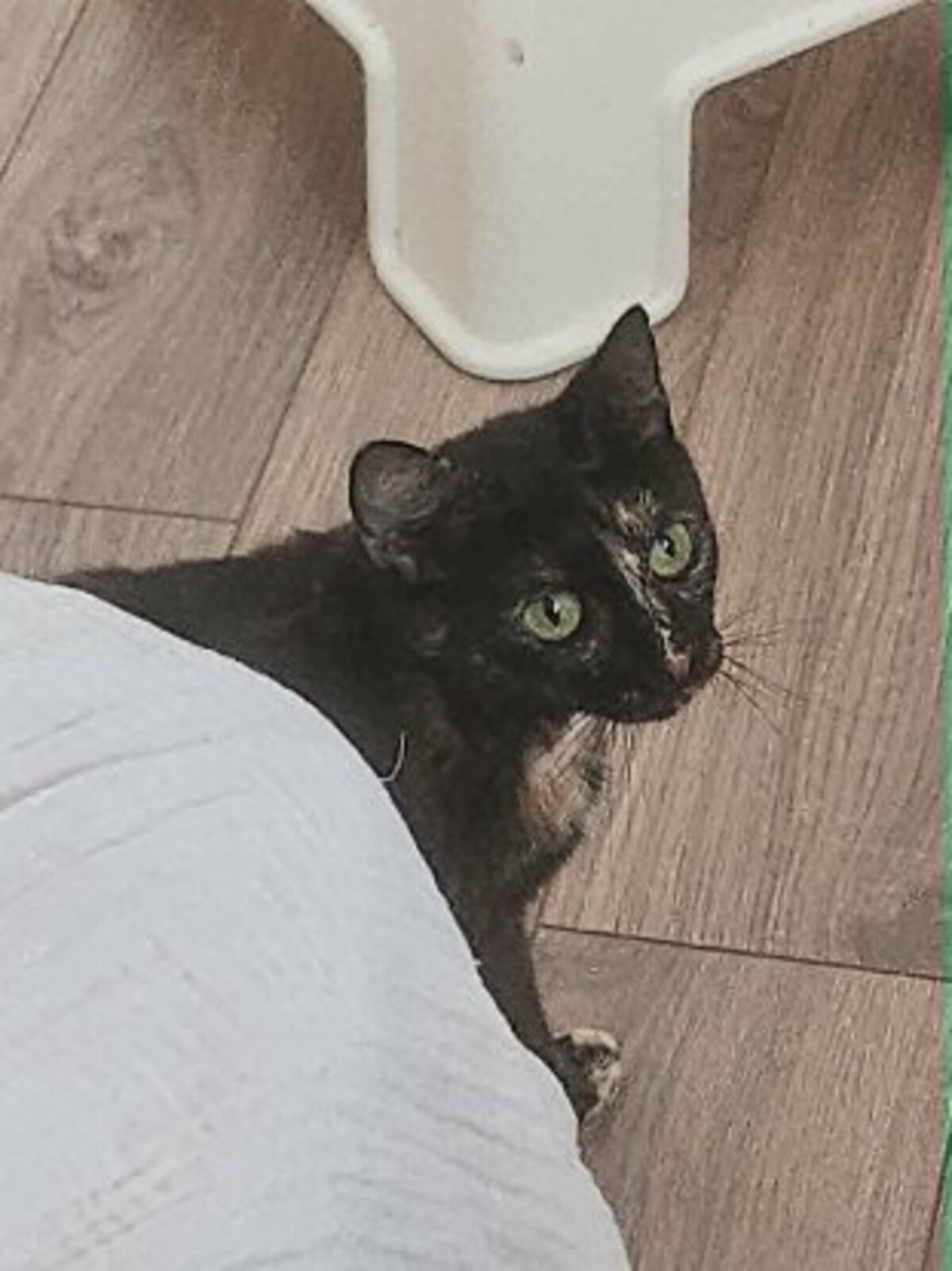 Adoption Noisette