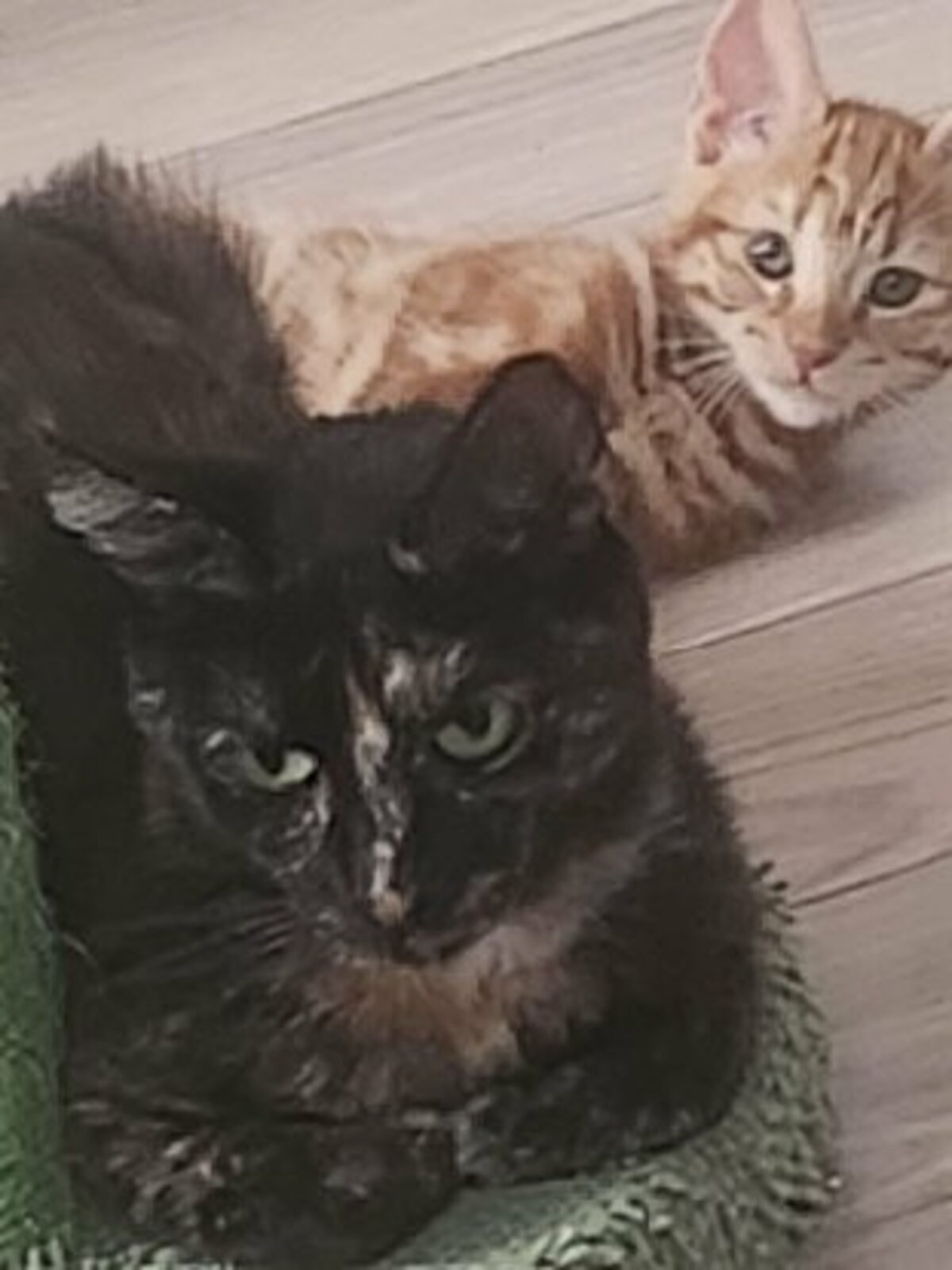 Adoption Noisette