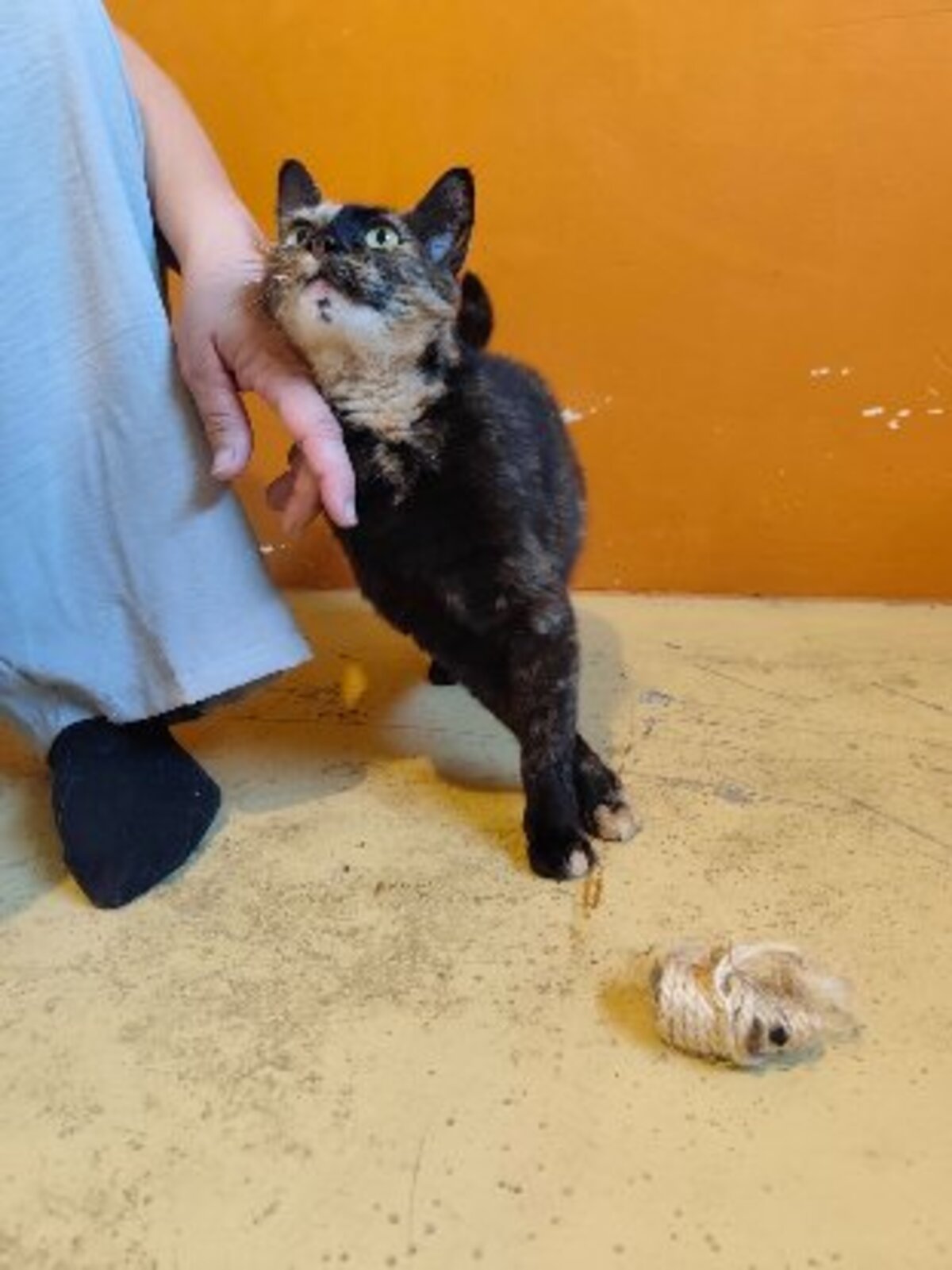 Adoption Noisette