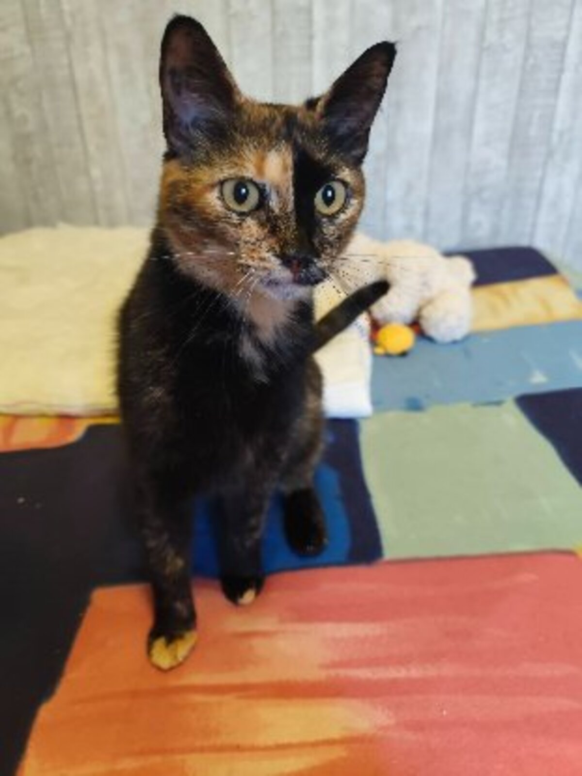 Adoption Noisette