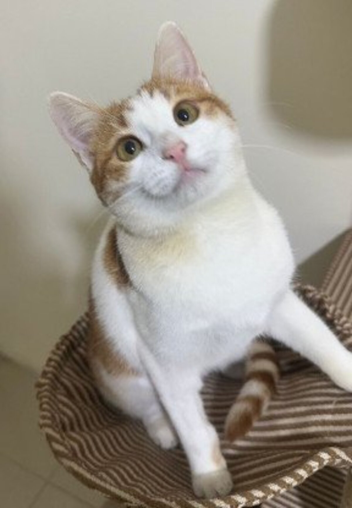 Adoption Noula
