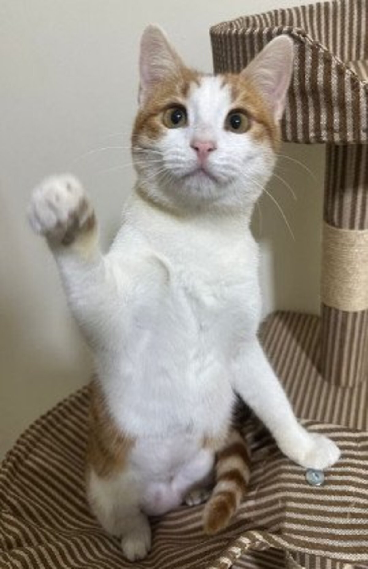 Adoption Noula