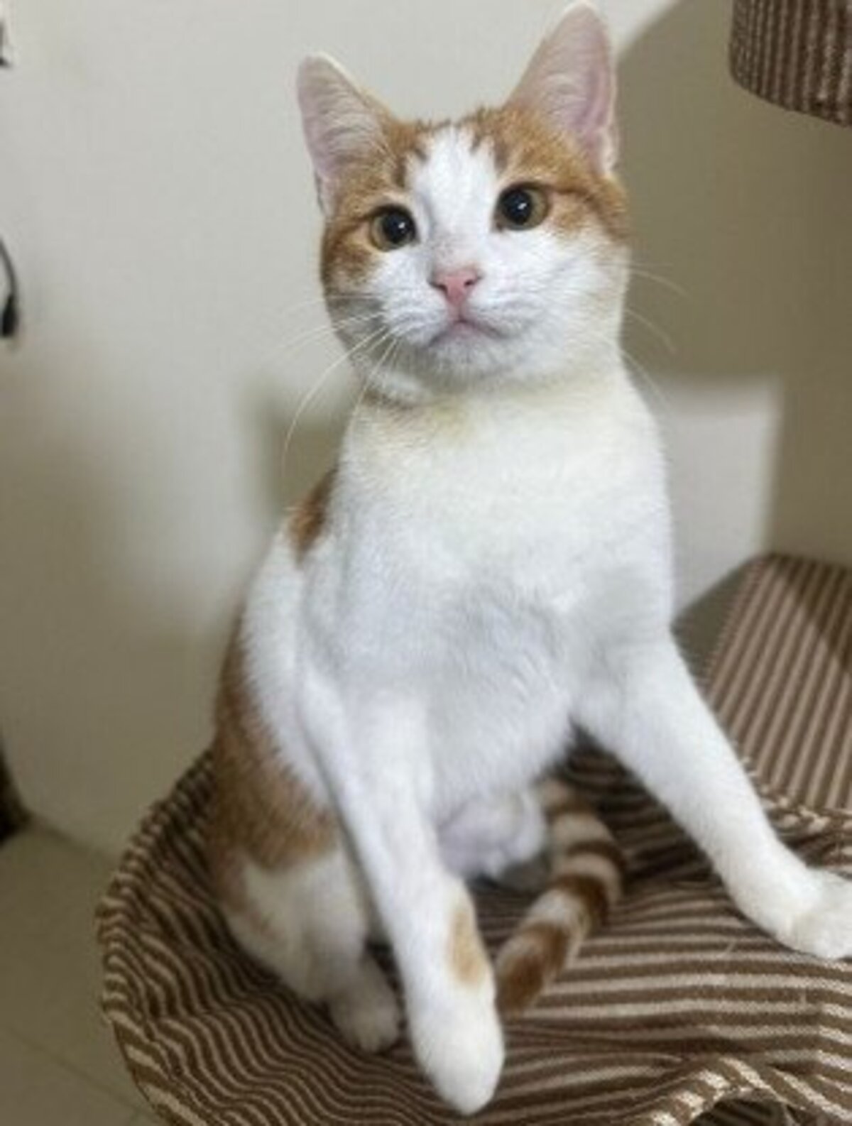 Adoption Noula