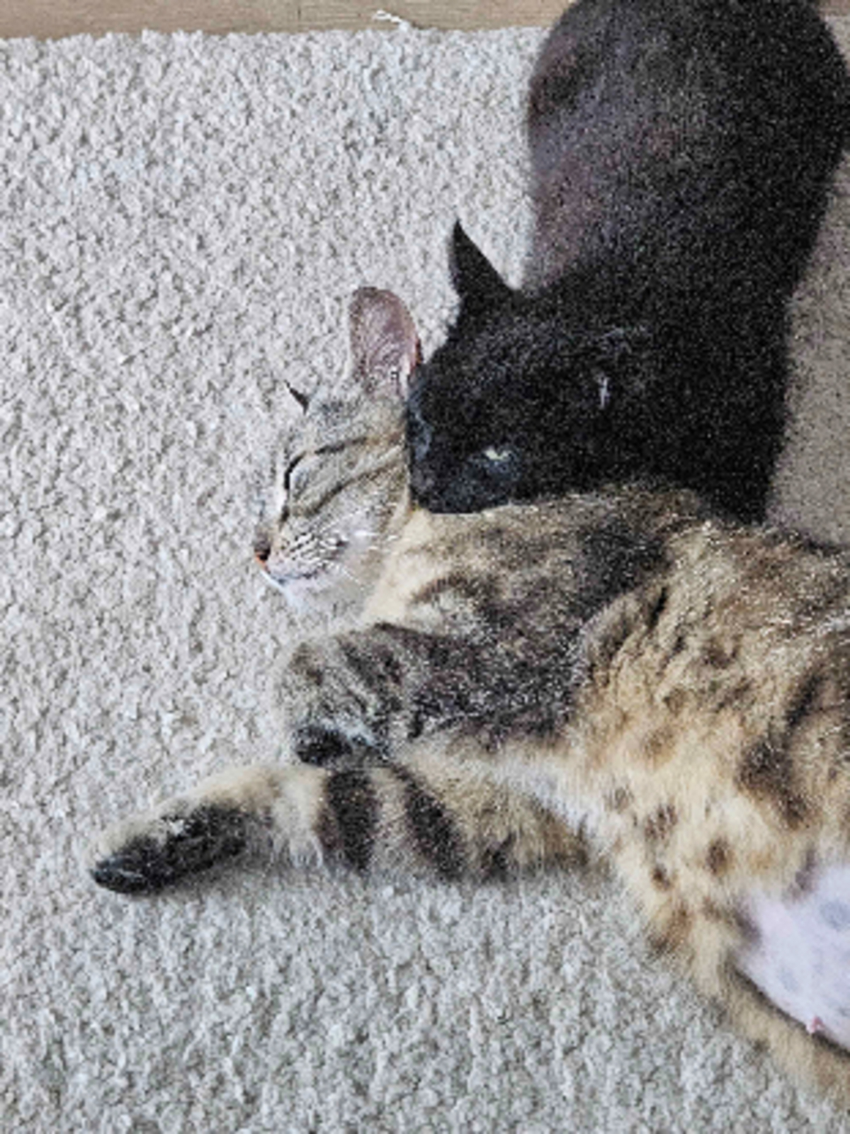 Adoption Noxie & grisouille