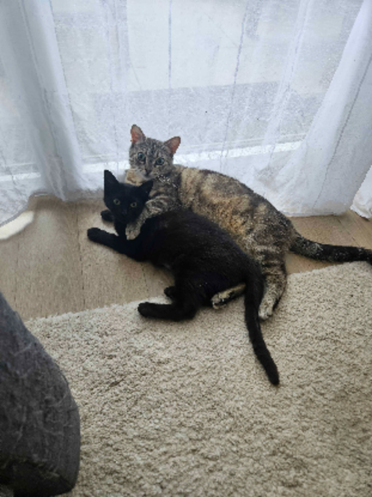 Adoption Noxie & grisouille