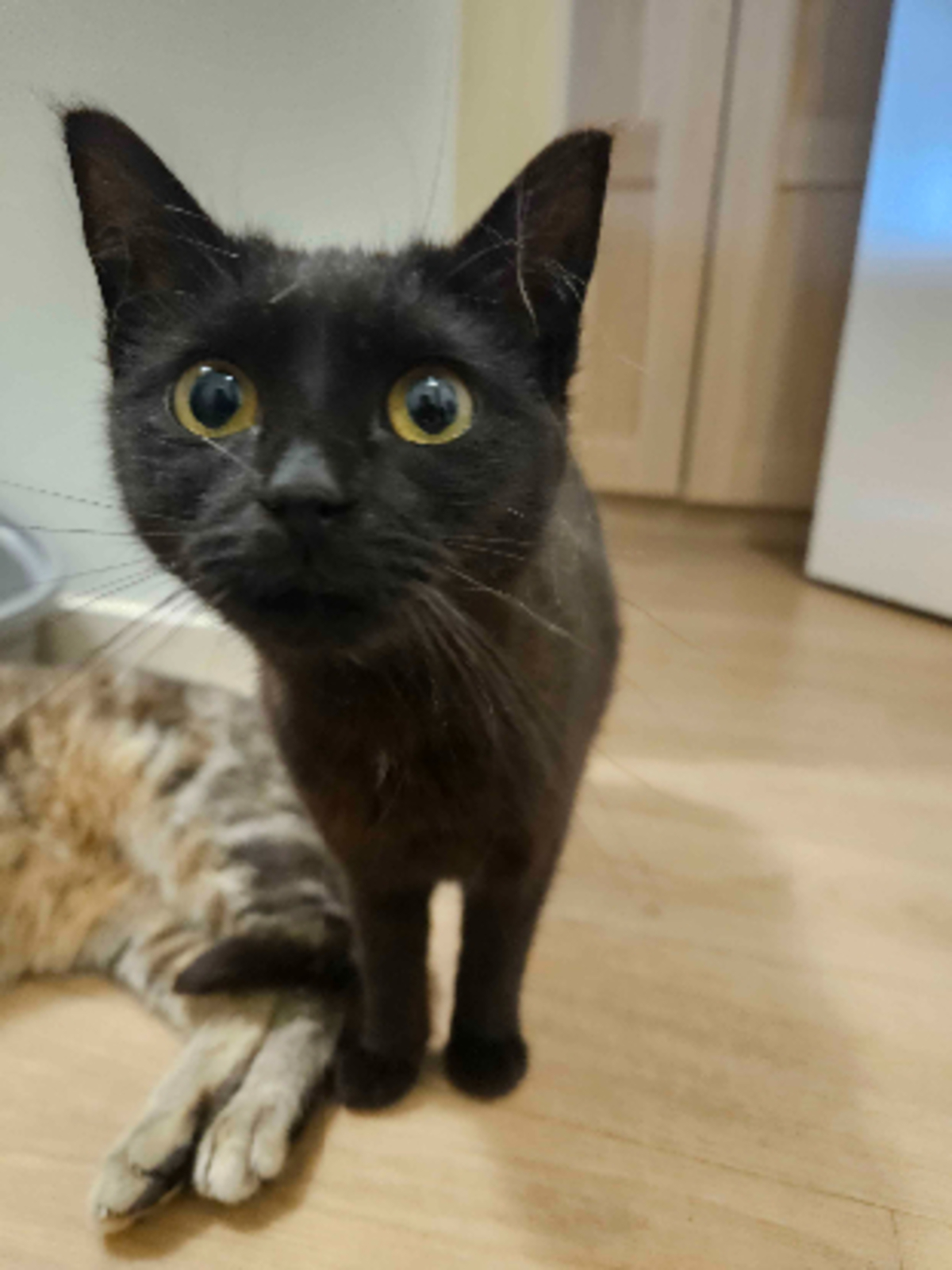 Adoption Noxie & grisouille
