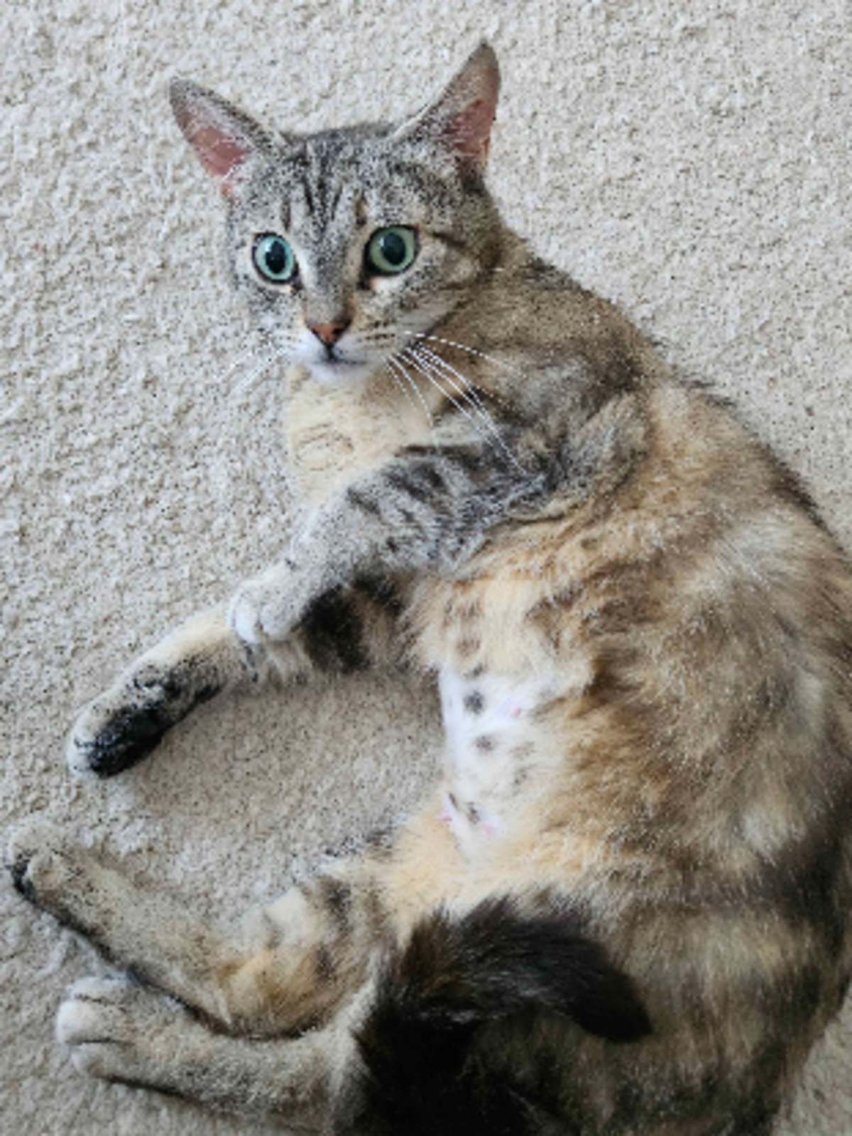Adoption Noxie & grisouille