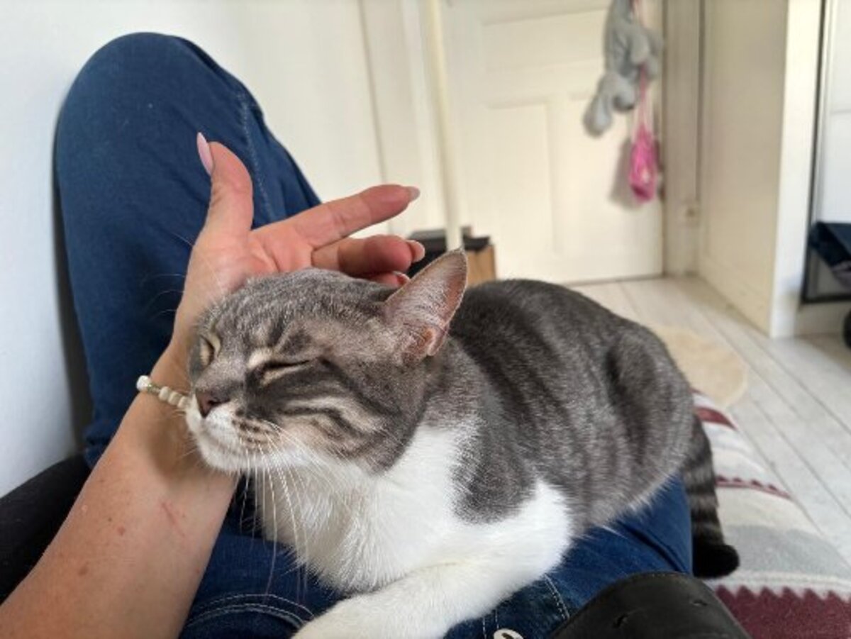 Adoption Nuage