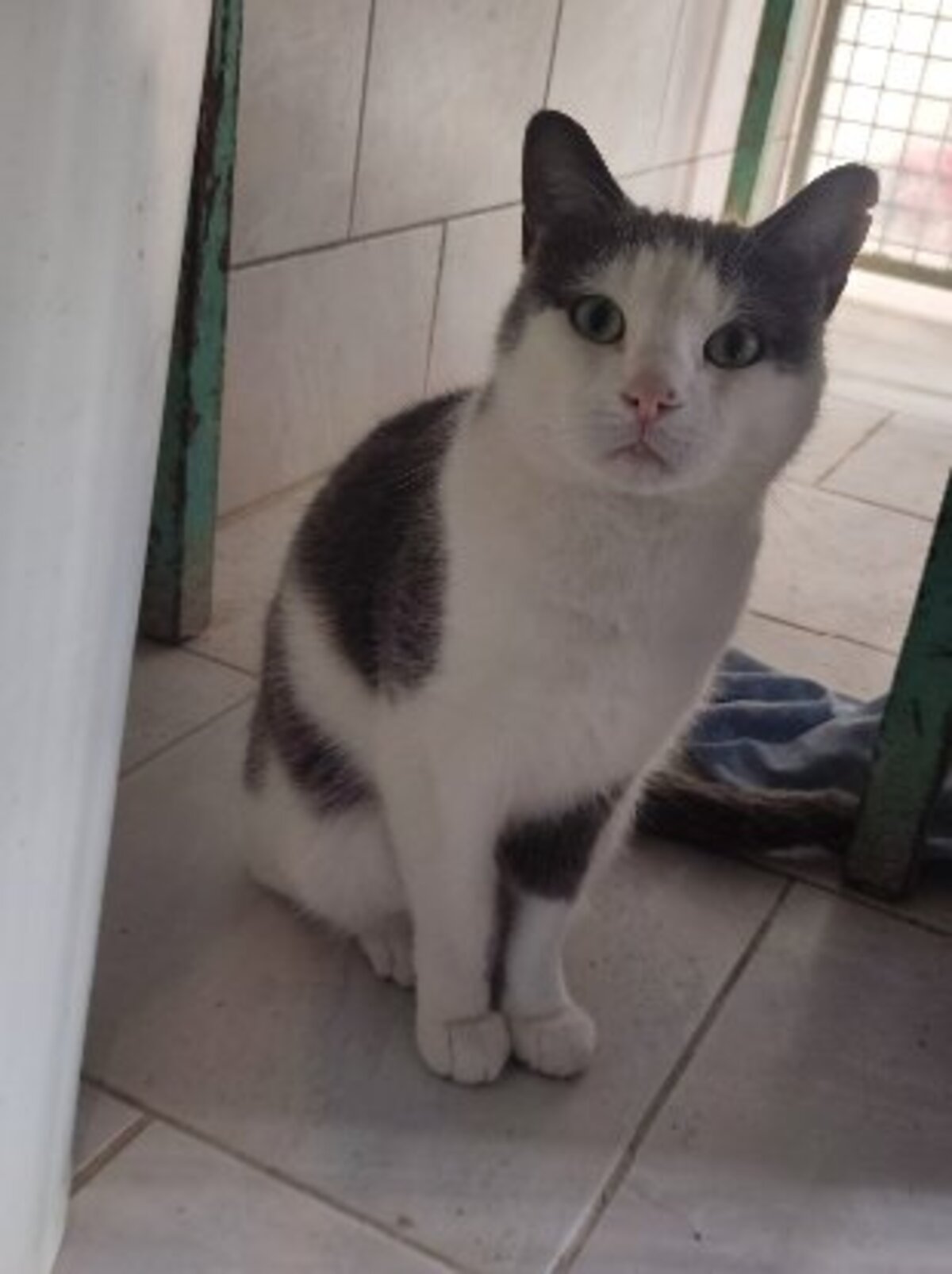 Adoption Nuage