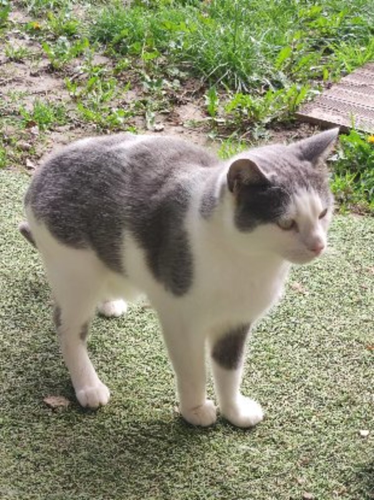 Adoption Nuage