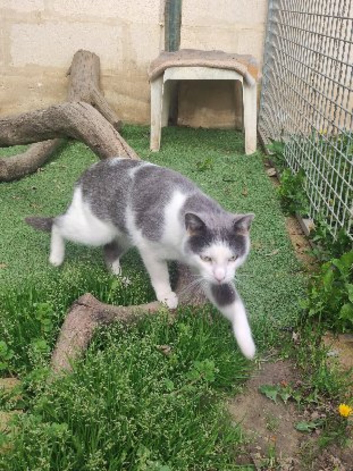 Adoption Nuage